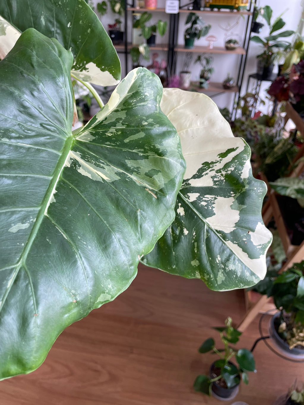 Alocasia Macrorrhizos Variegata