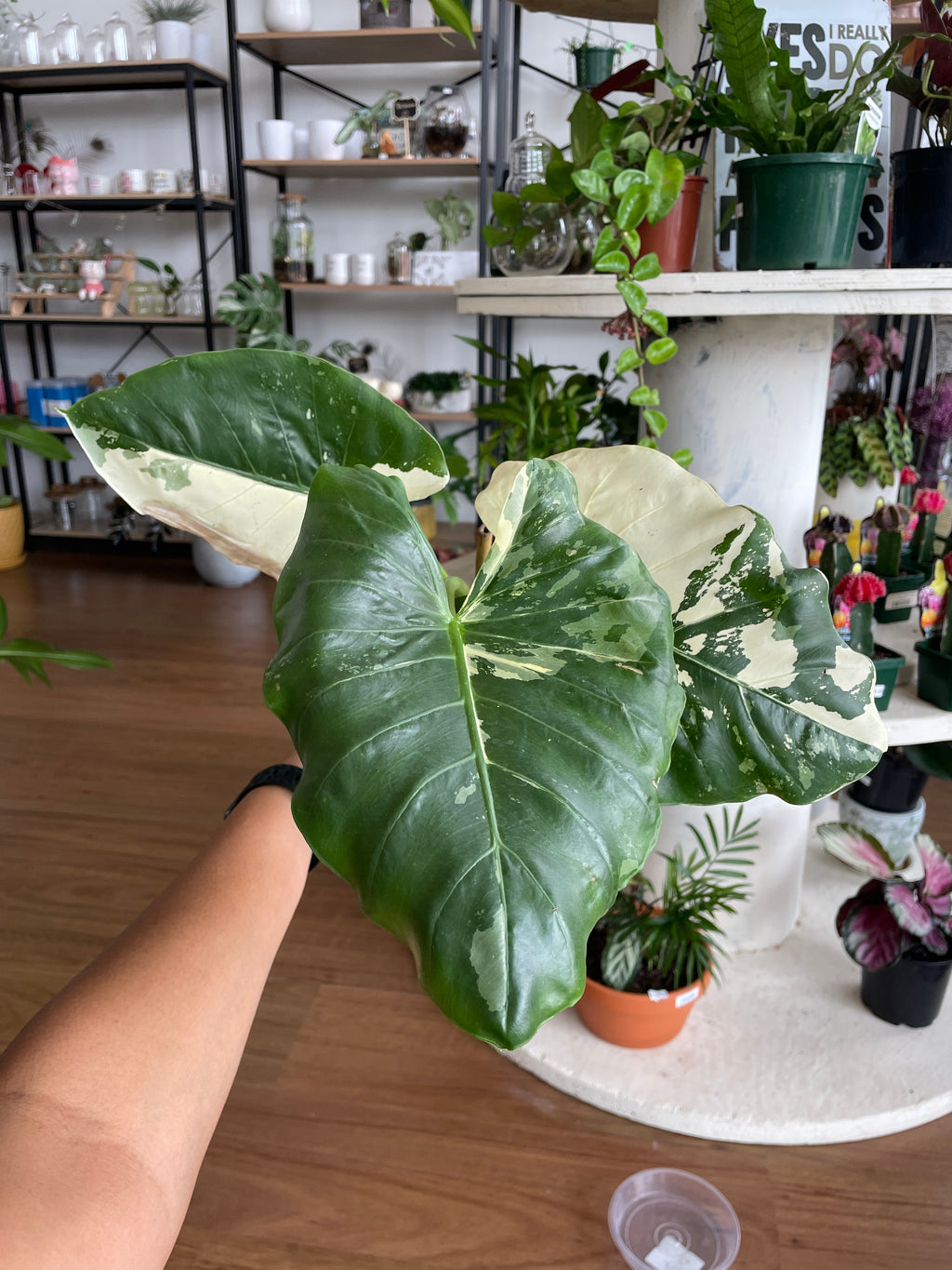 Alocasia Macrorrhizos Variegata