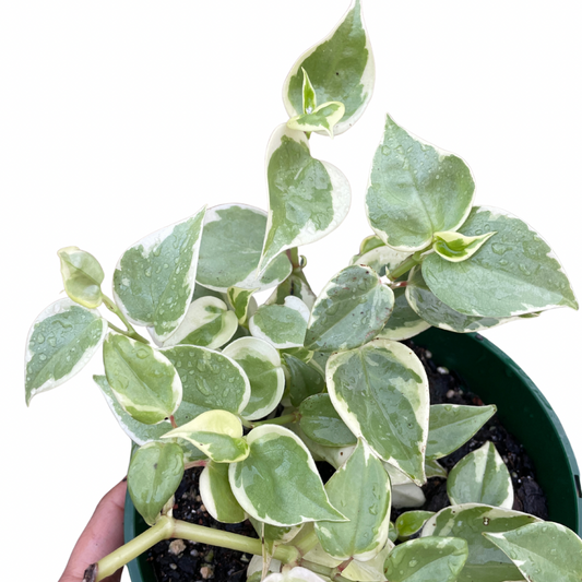 hoya-australis