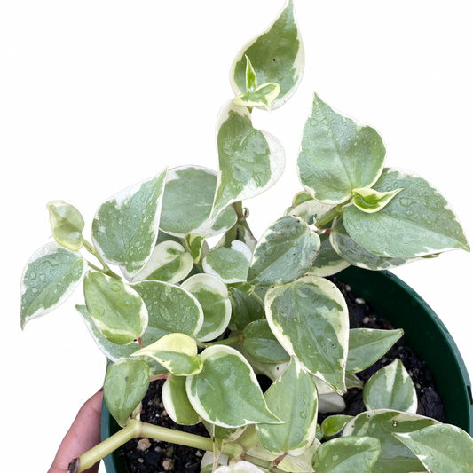 Peperomia Scandens Variegata