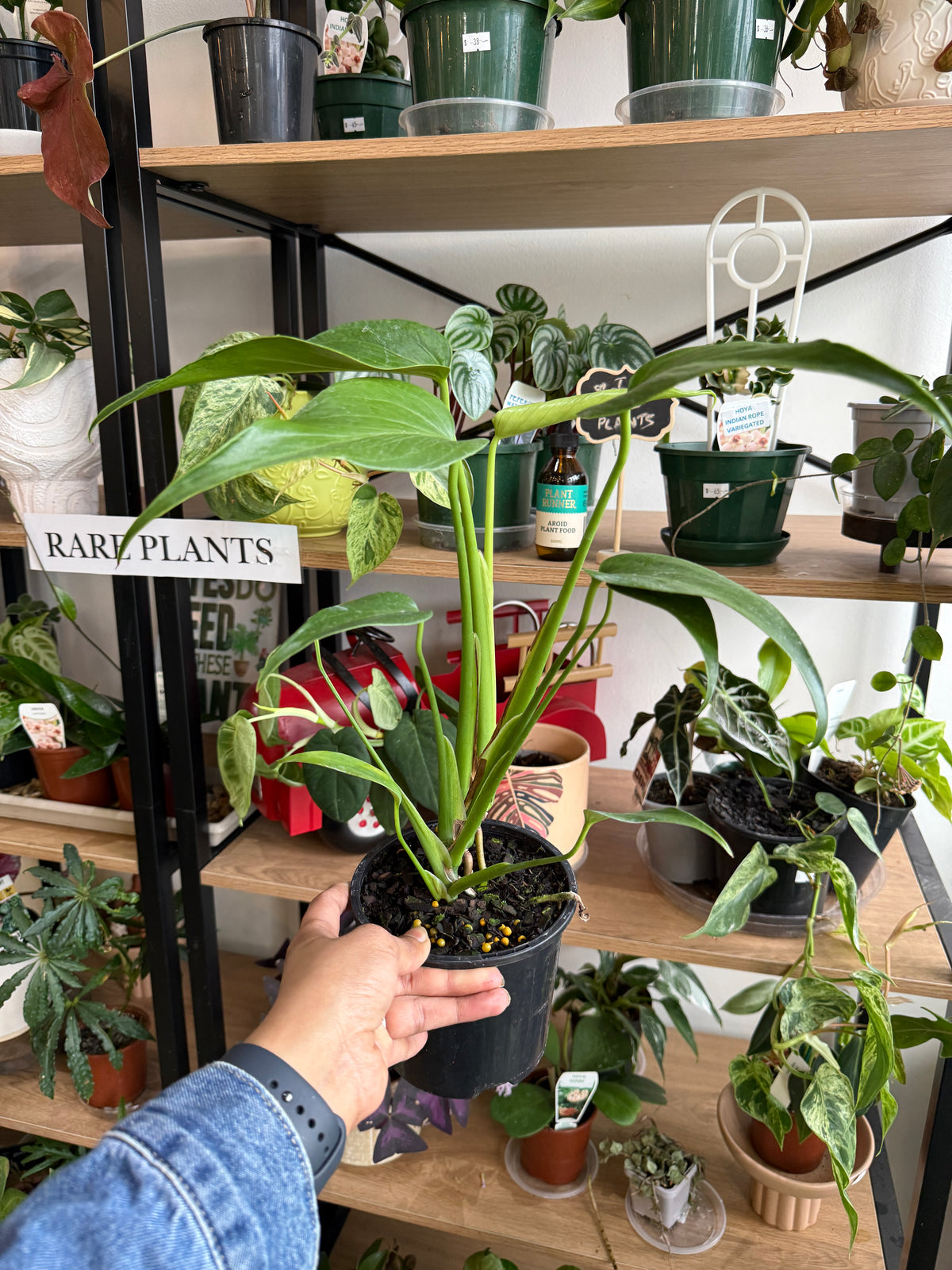 Monstera Burle Marx ‘Flame’
