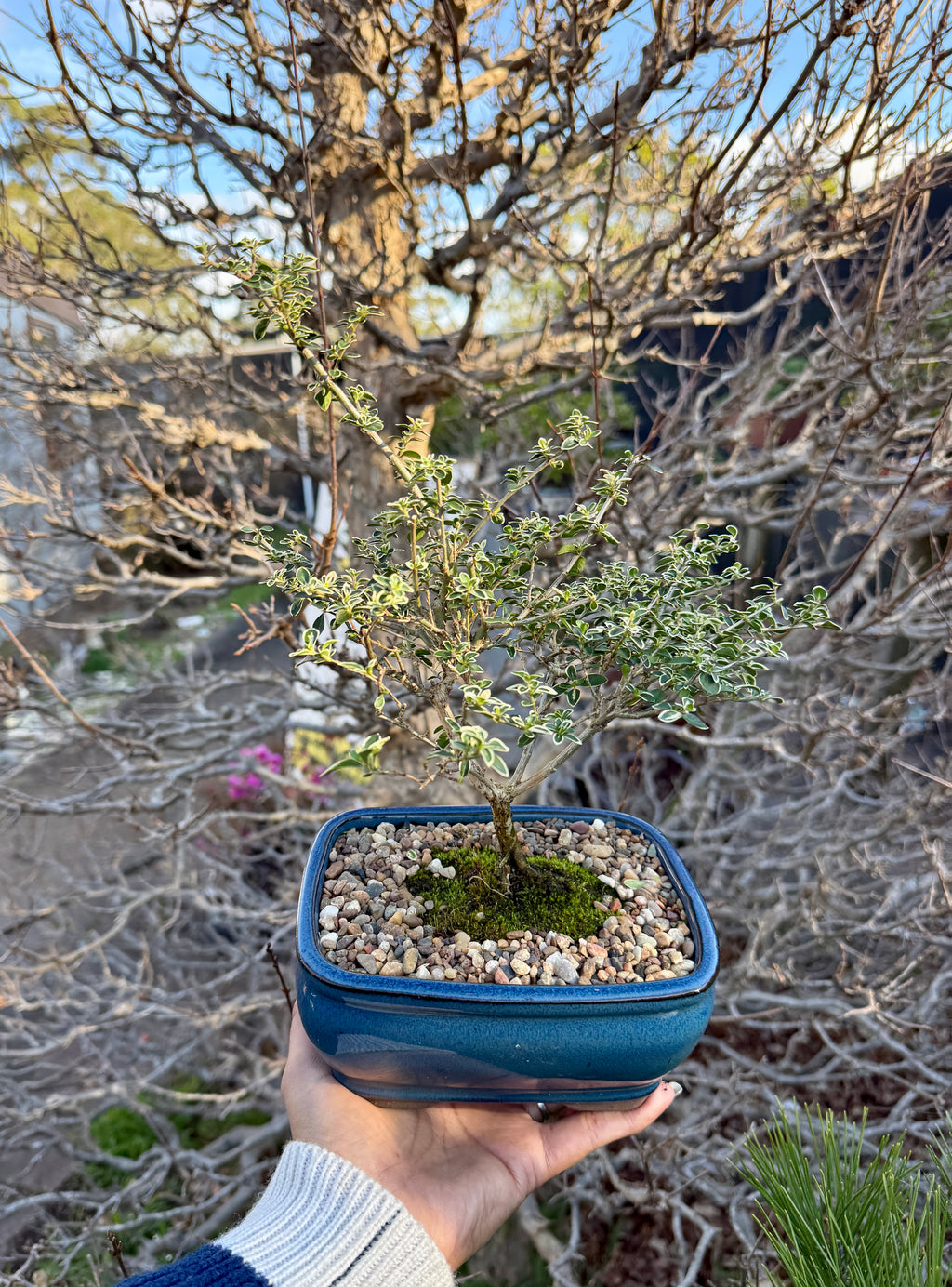 Beginner Bonsai Workshop
