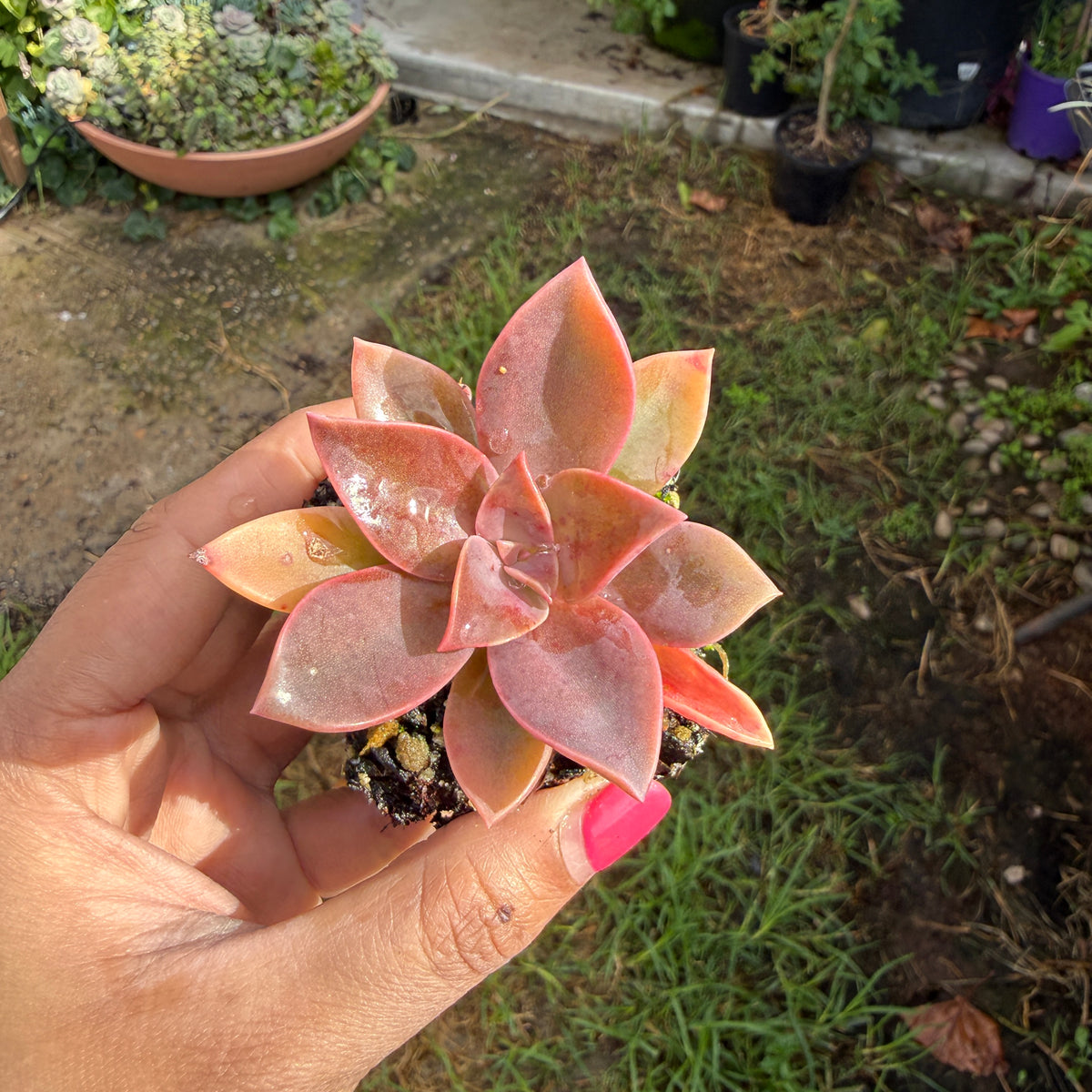 Graptoveria ‘Fred Ives’