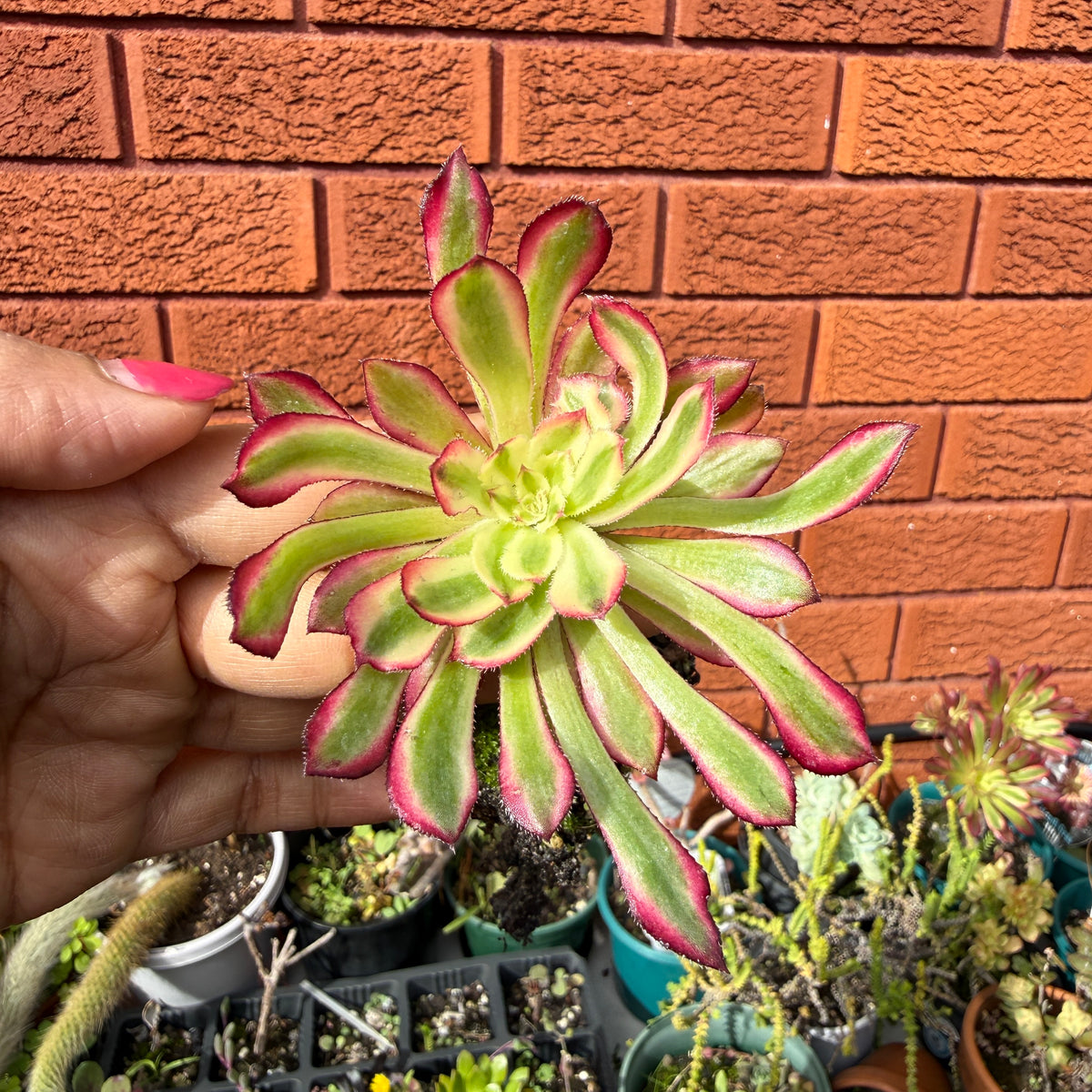 Aeonium ‘Mardi Gras’