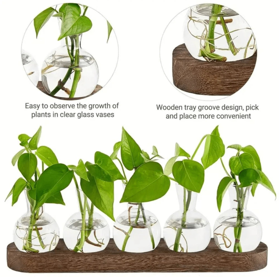 glass-vase-for-propagation-or-decoration