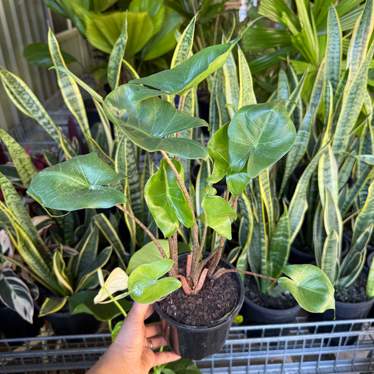 Alocasia Stingray unique leaves