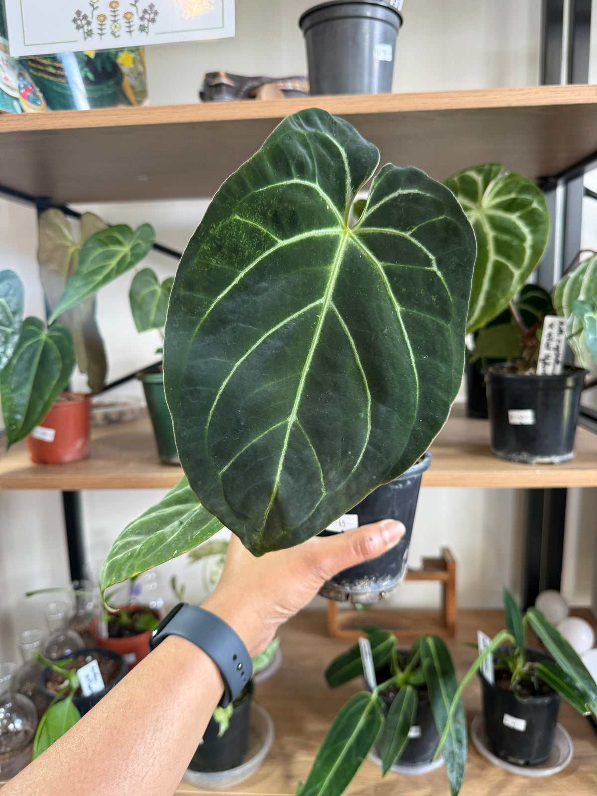 Anthurium Forgetii X Crystallium