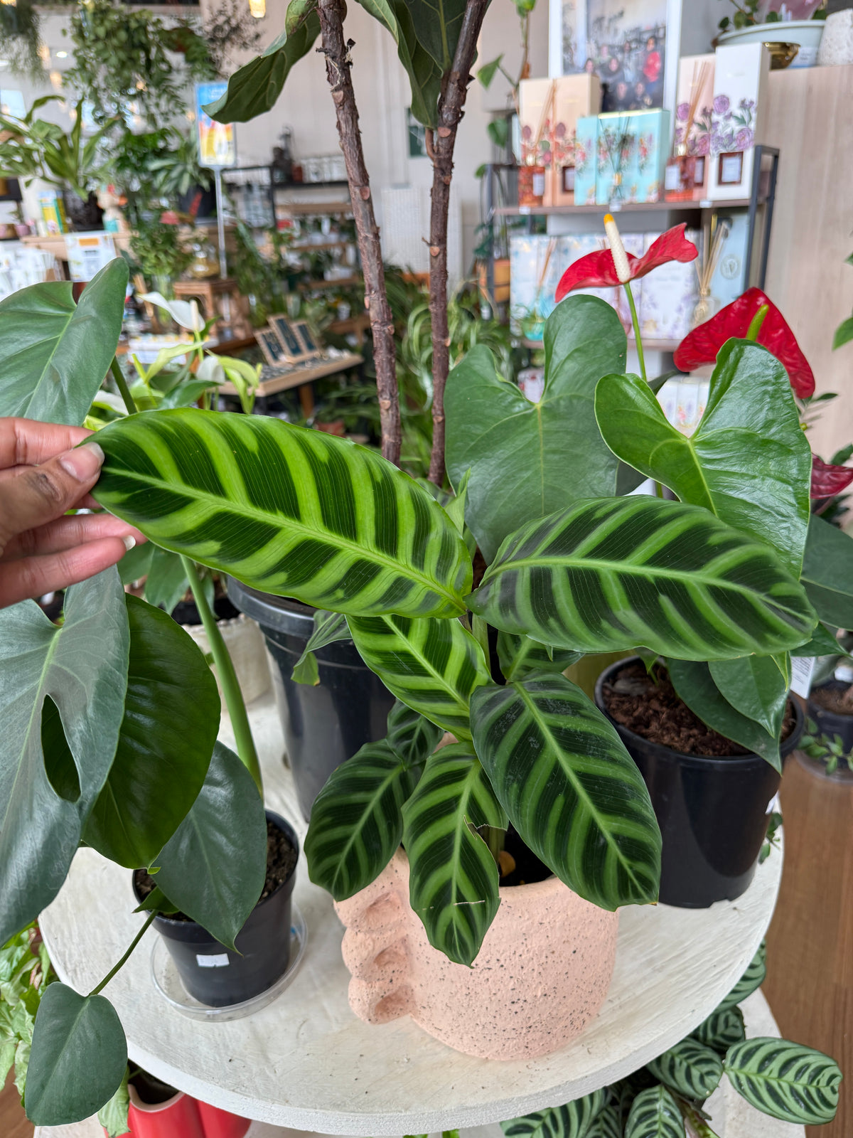 Calathea Zebrina