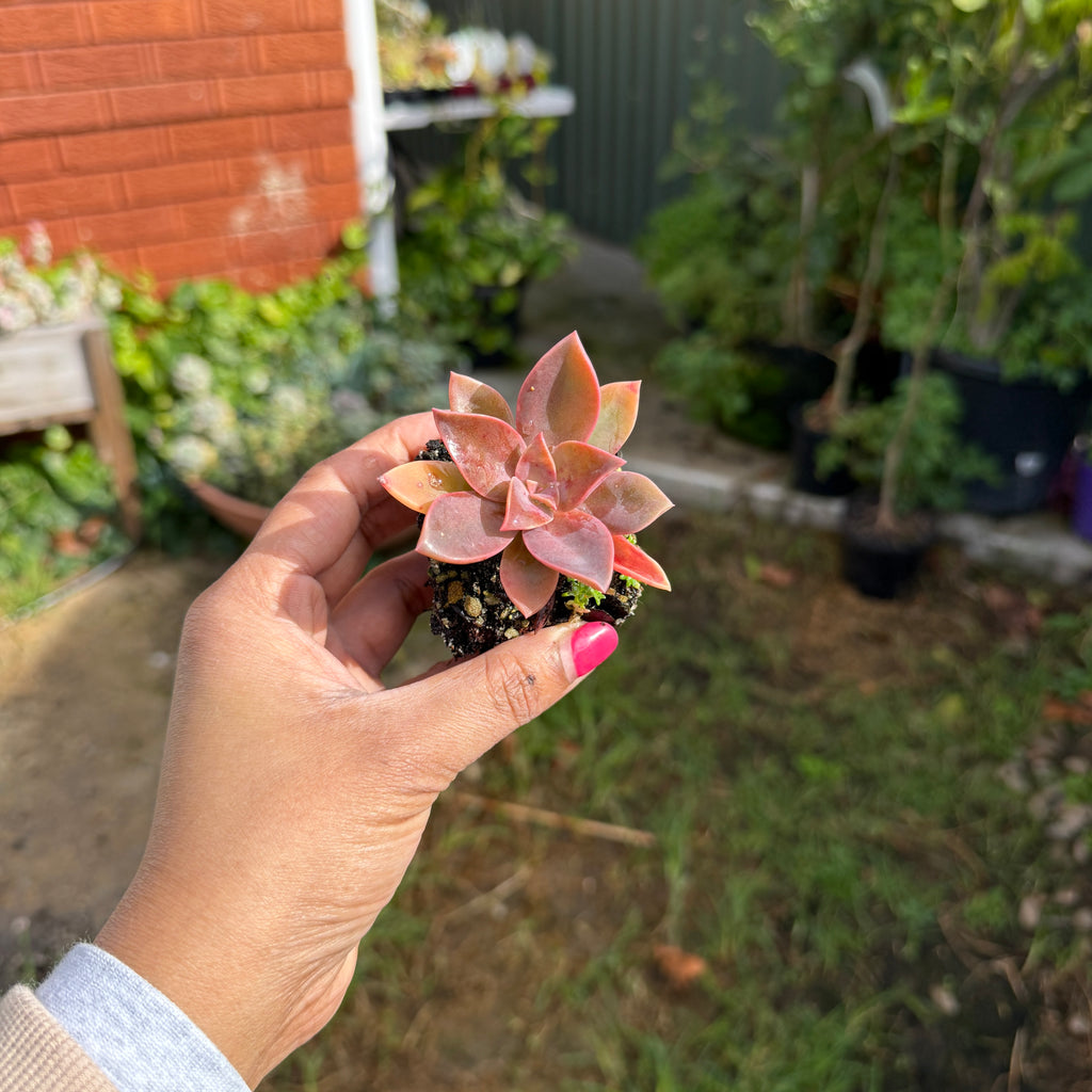 Graptoveria ‘Fred Ives’