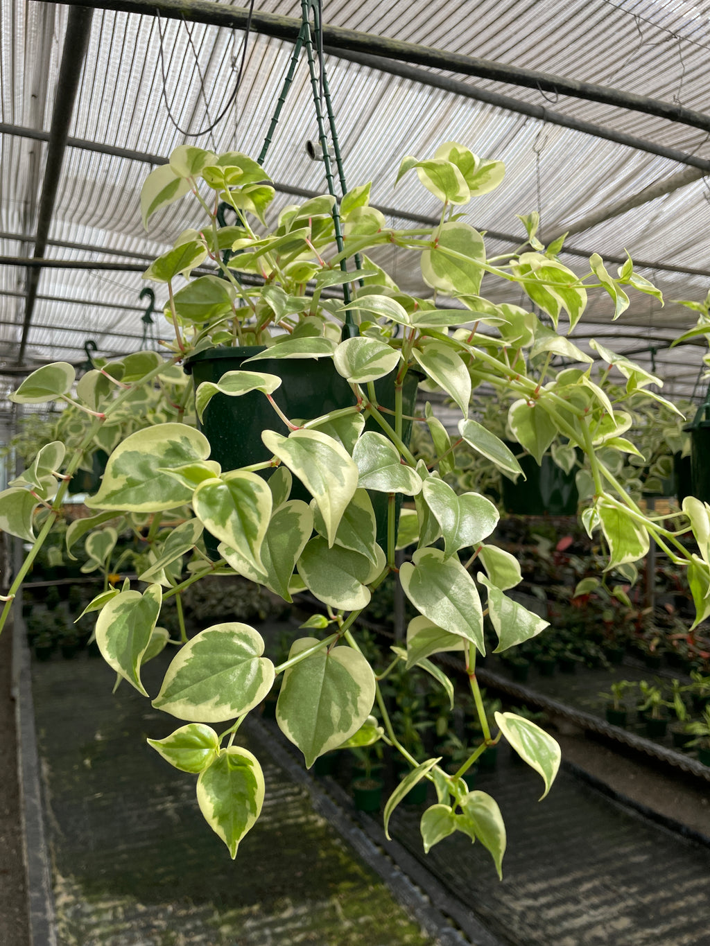 Peperomia Scandens Variegata - Wera Plants