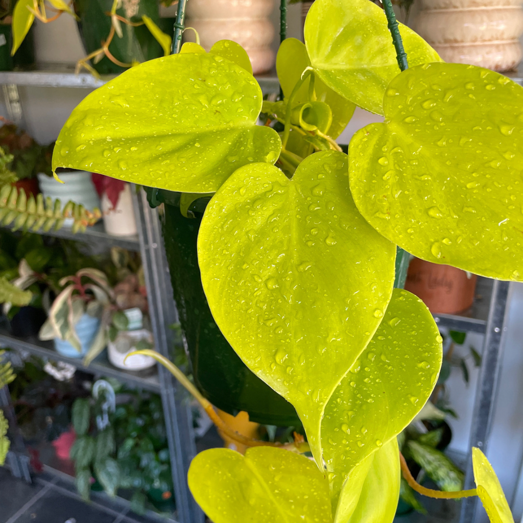 Philodendron Cordatum Heart Leaf Gold - Wera Plants