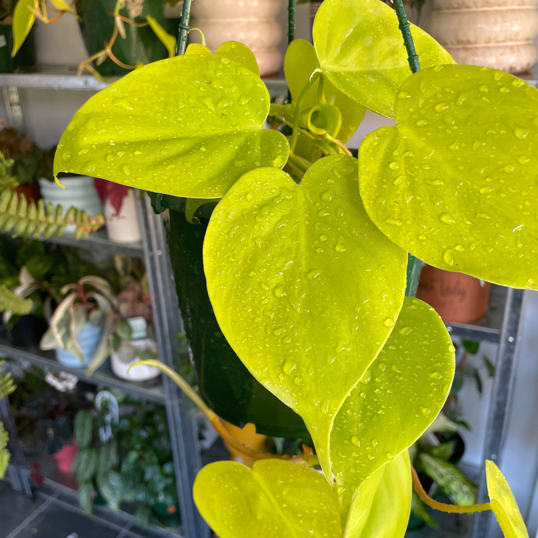 Philodendron Cordatum Heart Leaf Gold - Wera Plants