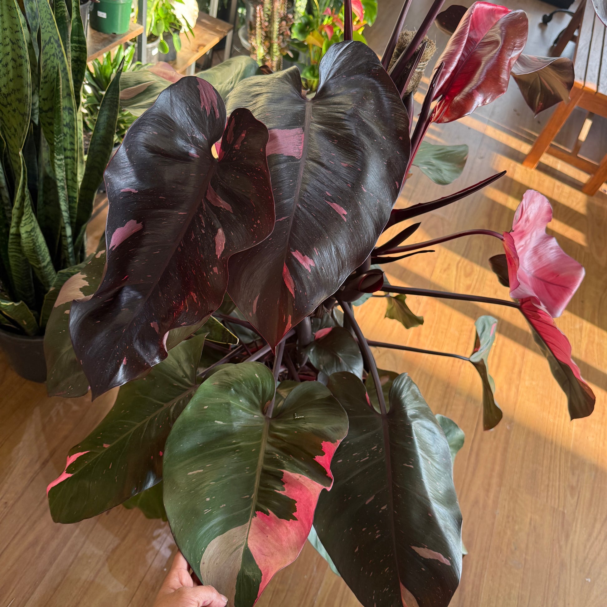 Philodendron 'Pink Princess' Totem