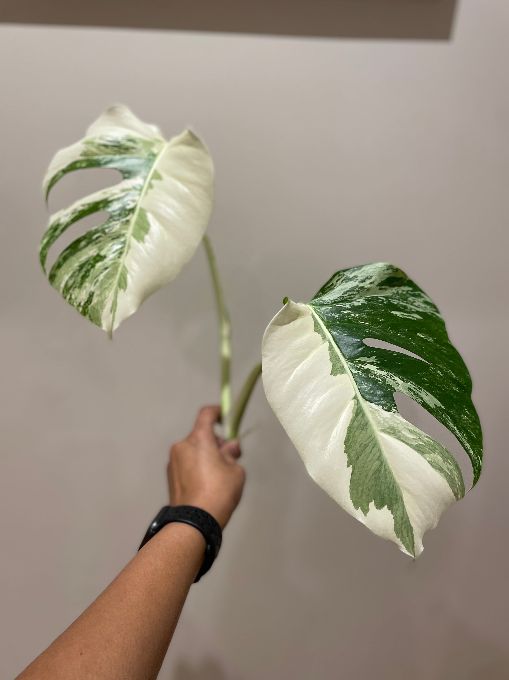 monstera-albo-non-tissue-cultured-cutting-b