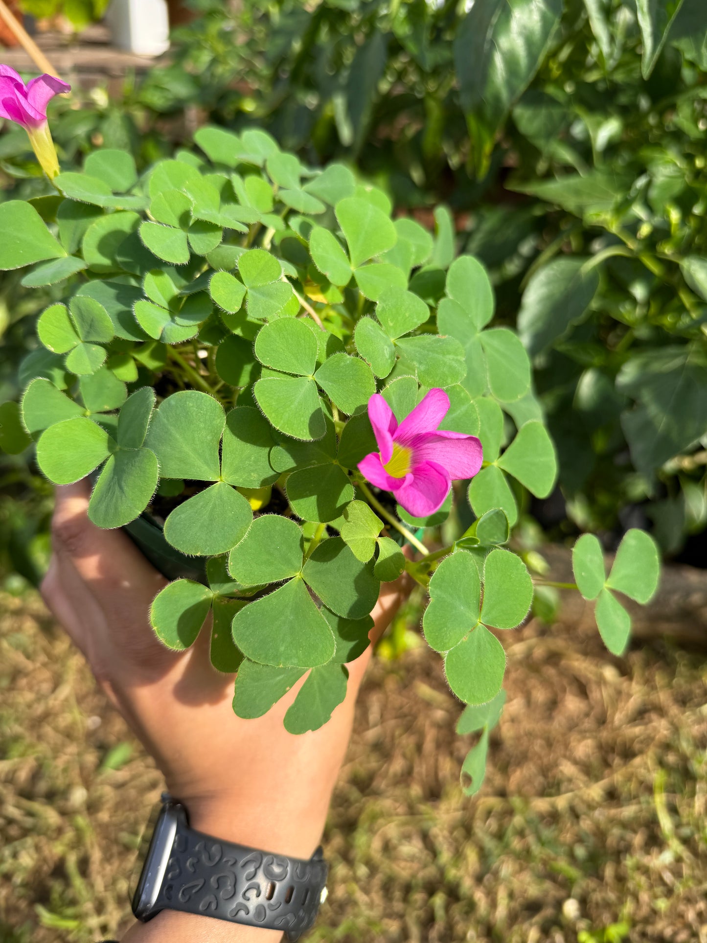 Oxalis Purpurea – Green Leaf