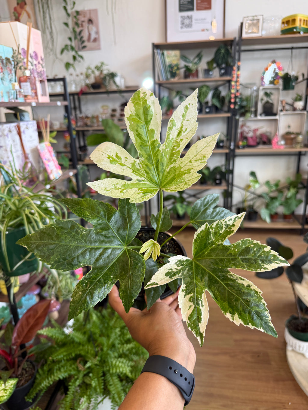 Fatsia Japonica Variegated 'Spider's Web'