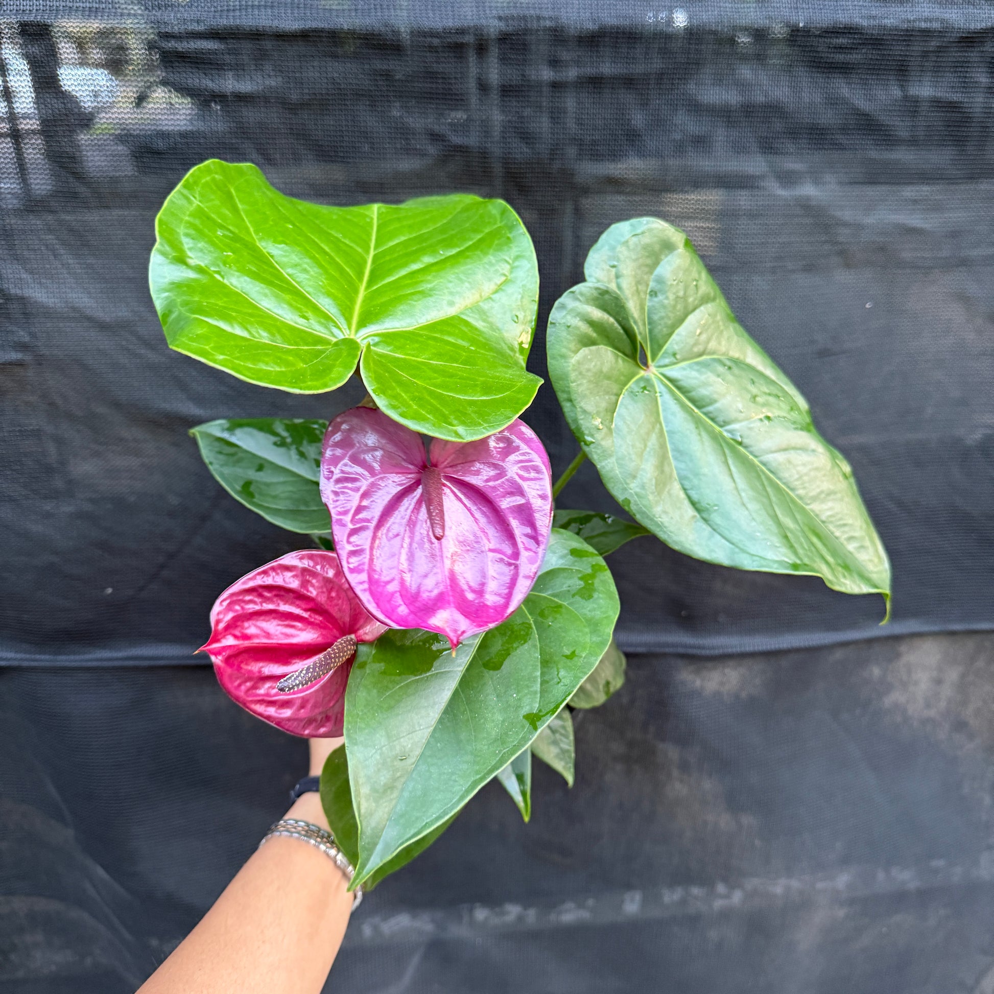 Anthurium Purple Flower