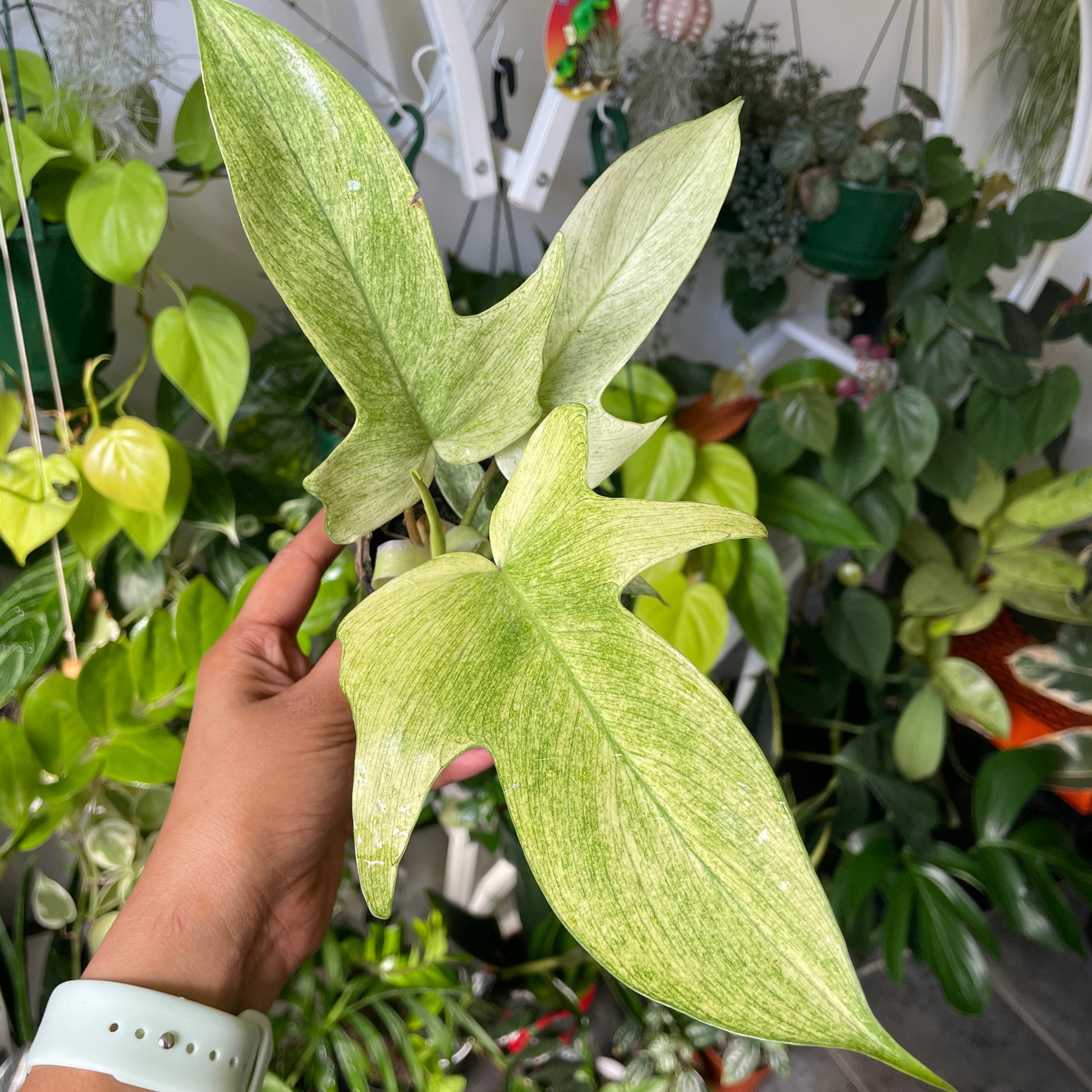 Philodendron Florida Ghost ‘Mint’ - Wera Plants