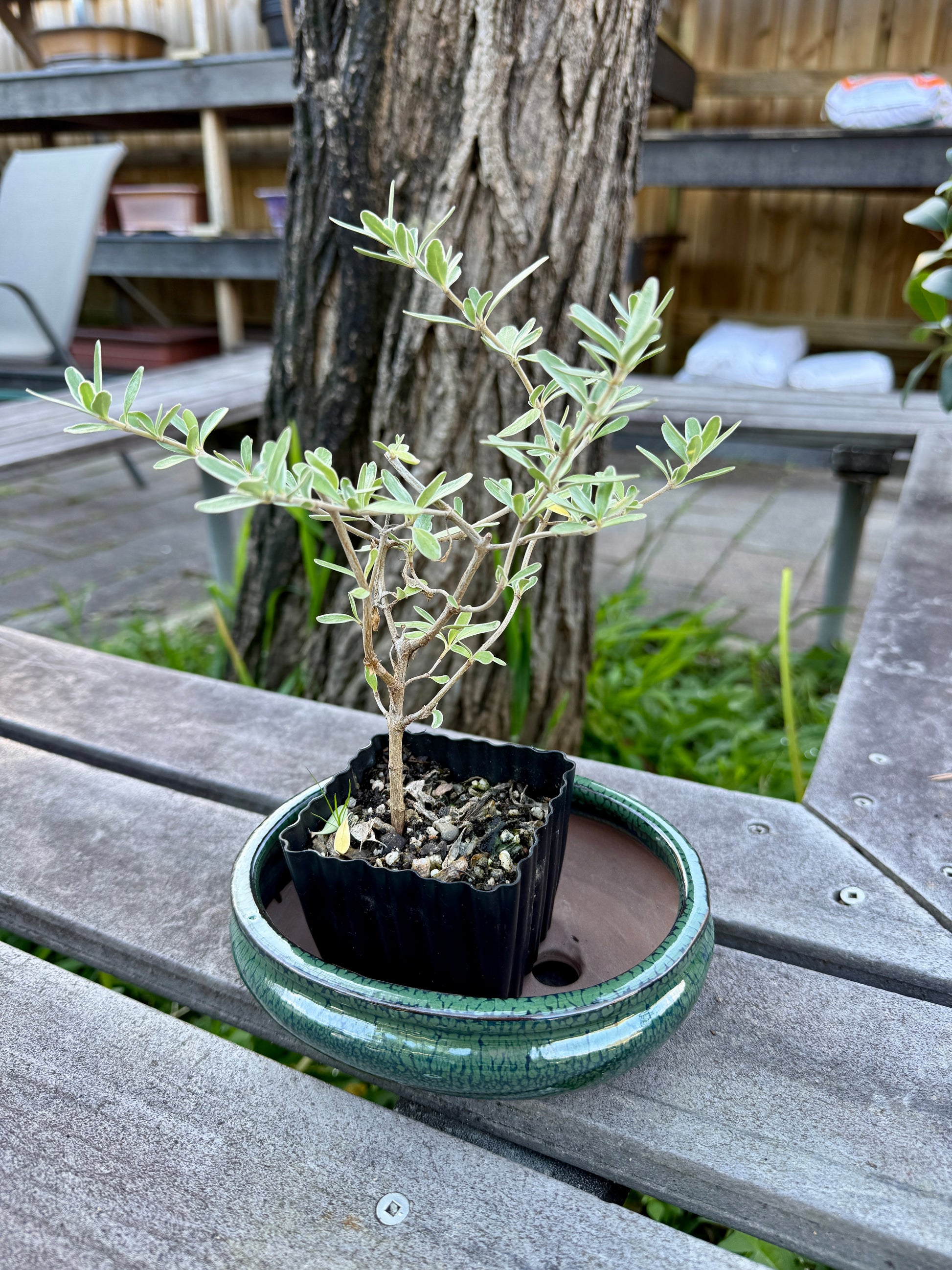 Beginner Bonsai Workshop
