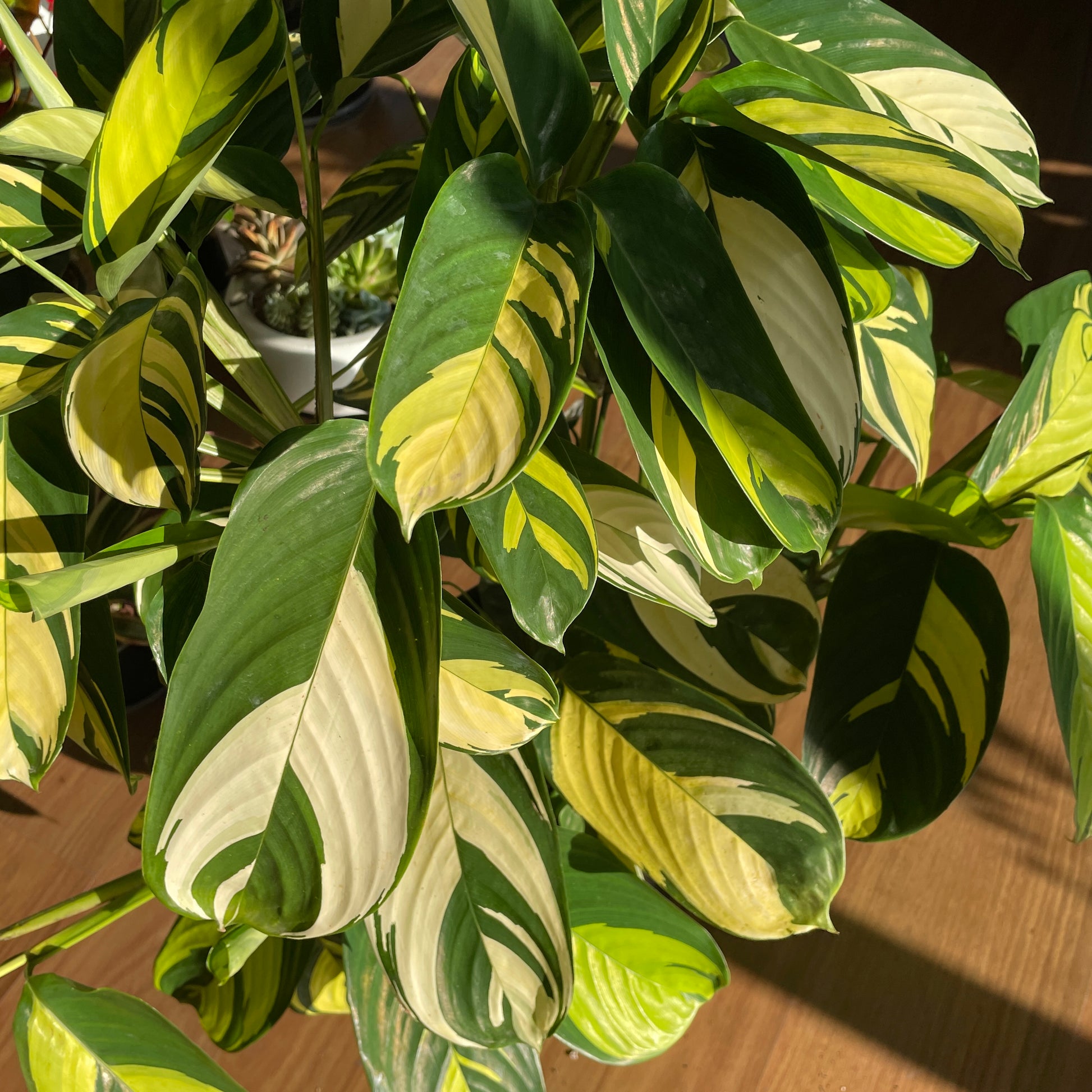 ctenanthe-golden-mosaic-lubbersiana