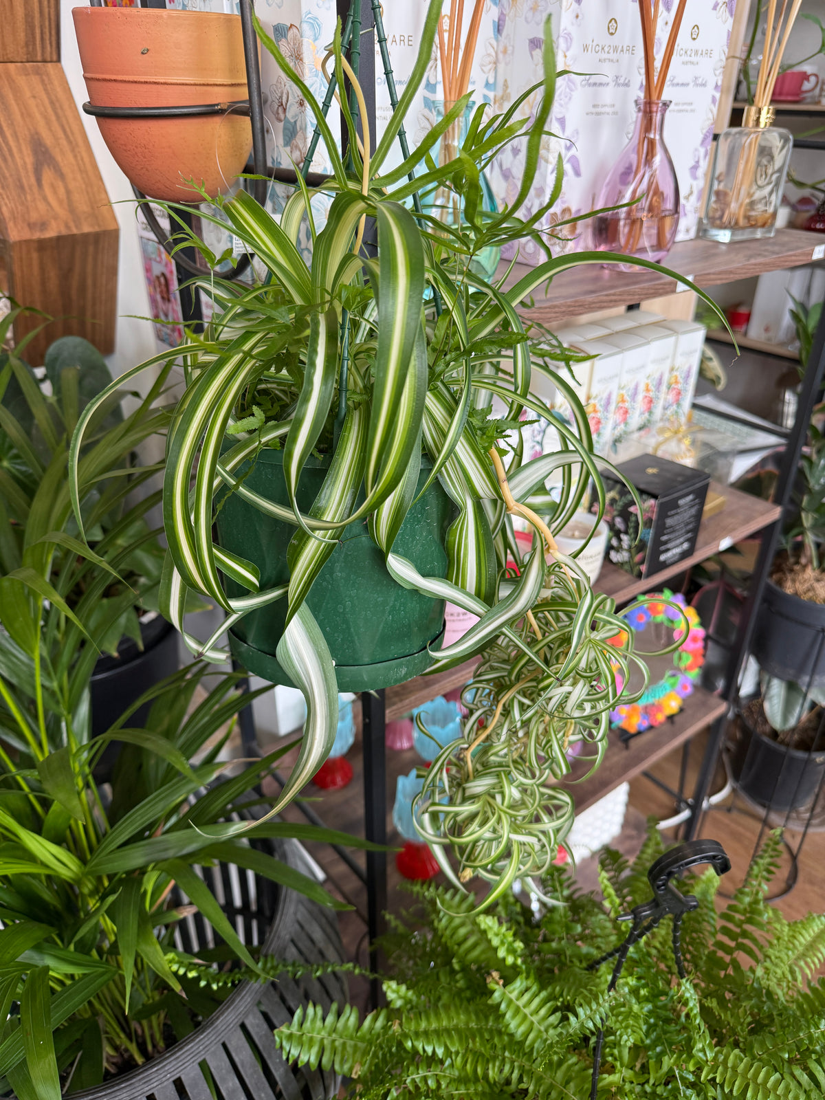 Chlorophytum Cosmosum Curly Spider Plant
