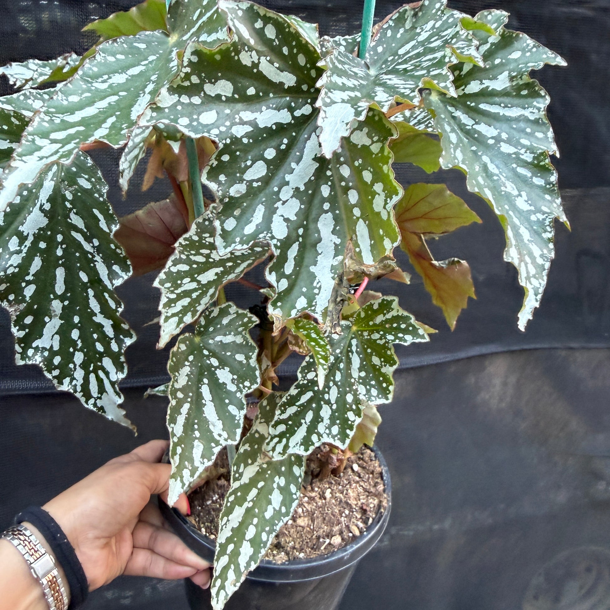 Begonia Black Forest dark velvety foliage indoor plant Sydney