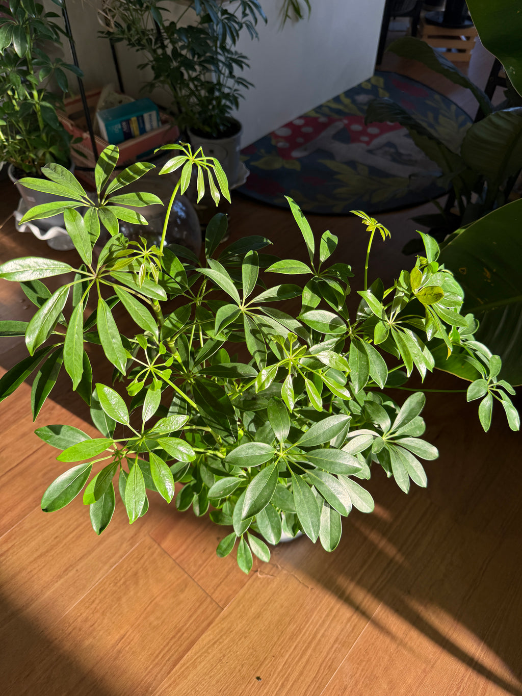 A potted Schefflera plant with glossy green leaves, placed on a wooden floor in a home interior with sunlight casting shadows.
