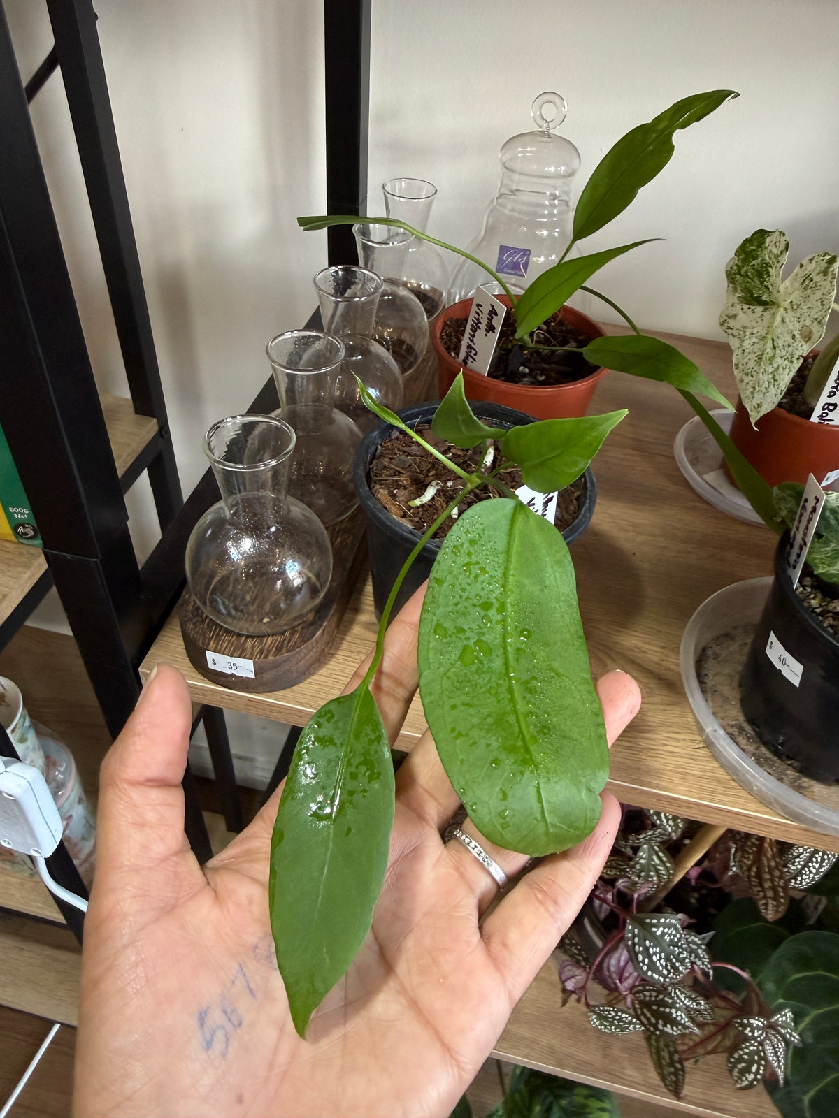 Anthurium Vittarifolium