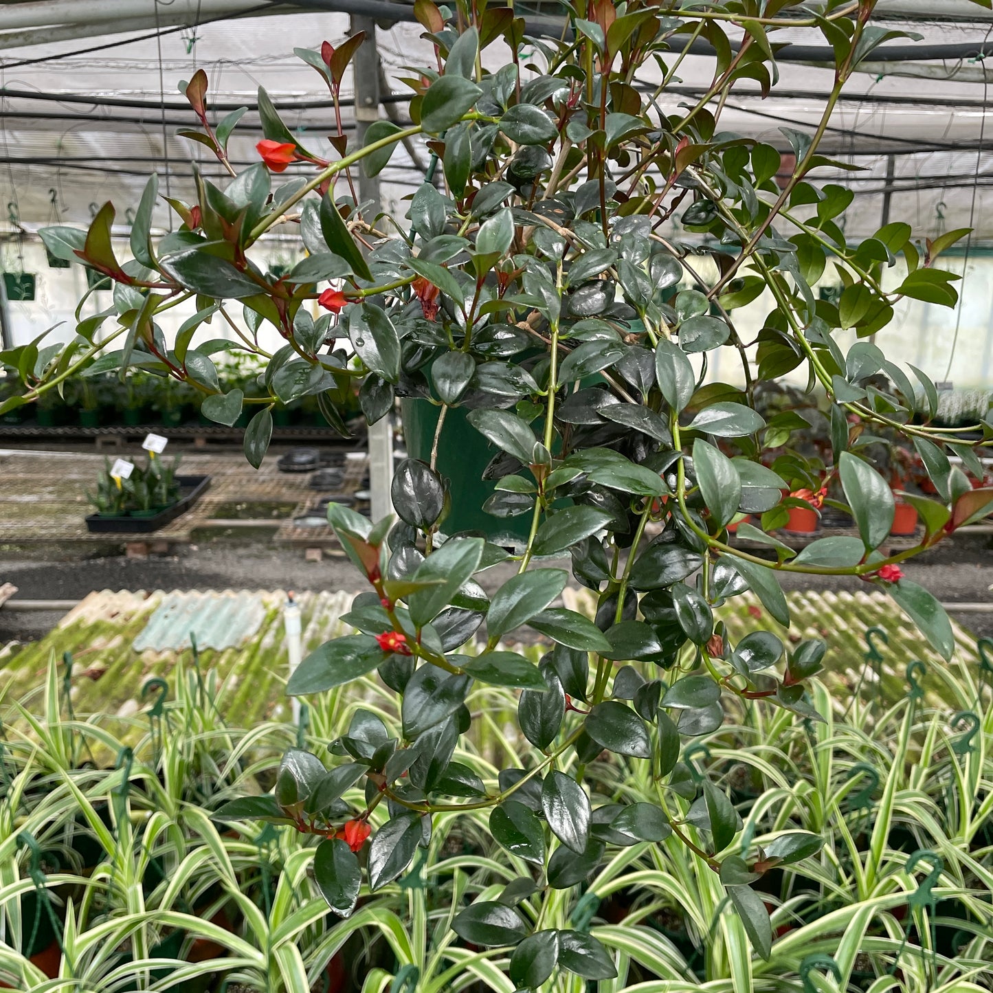 Nematanthus Goldfish - Wera Plants