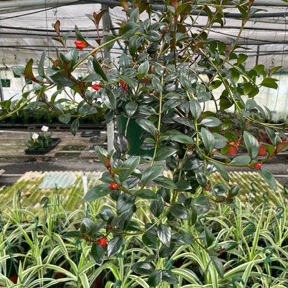 Nematanthus Goldfish - Wera Plants