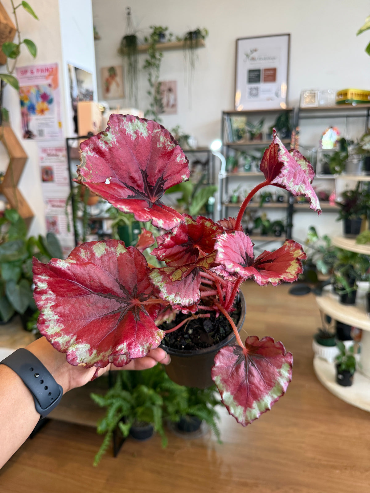 Begonia Rex