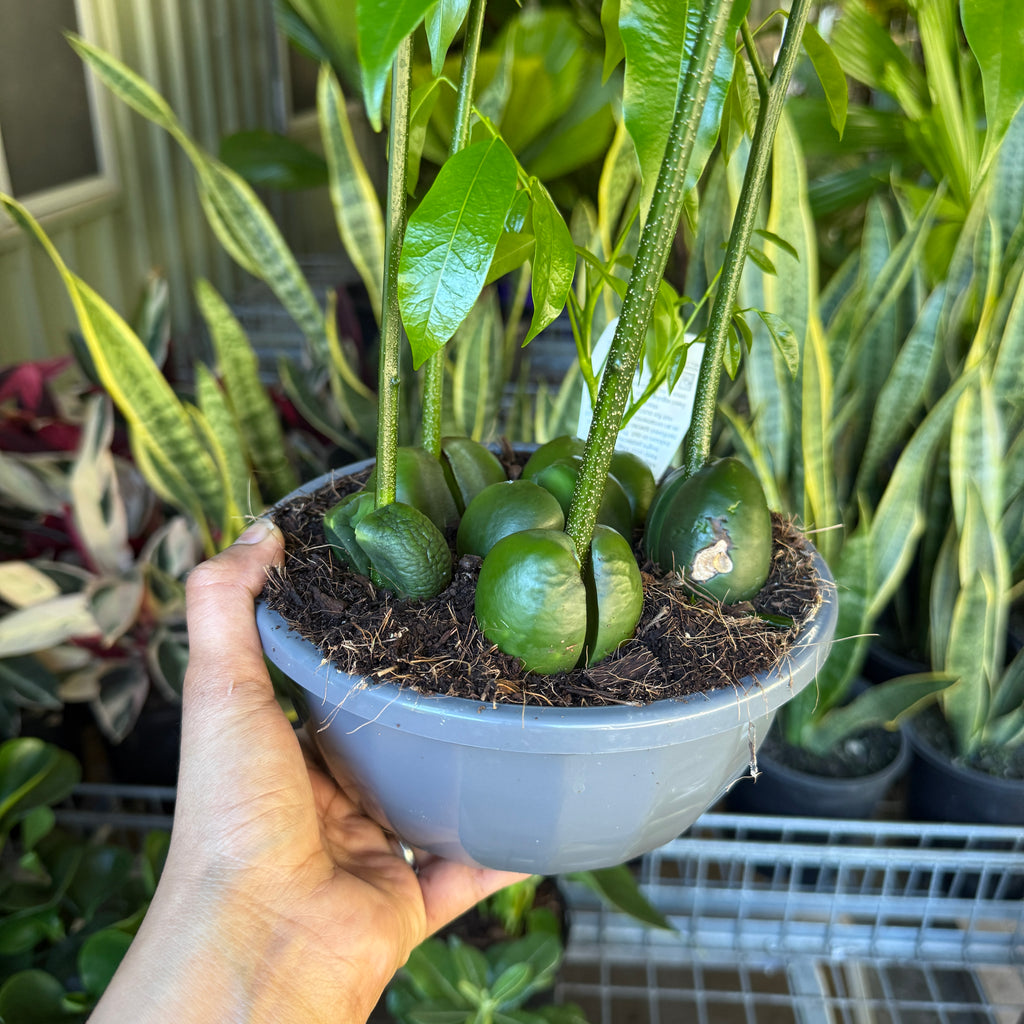 Black Bean Tree (Castanospermum australe)
