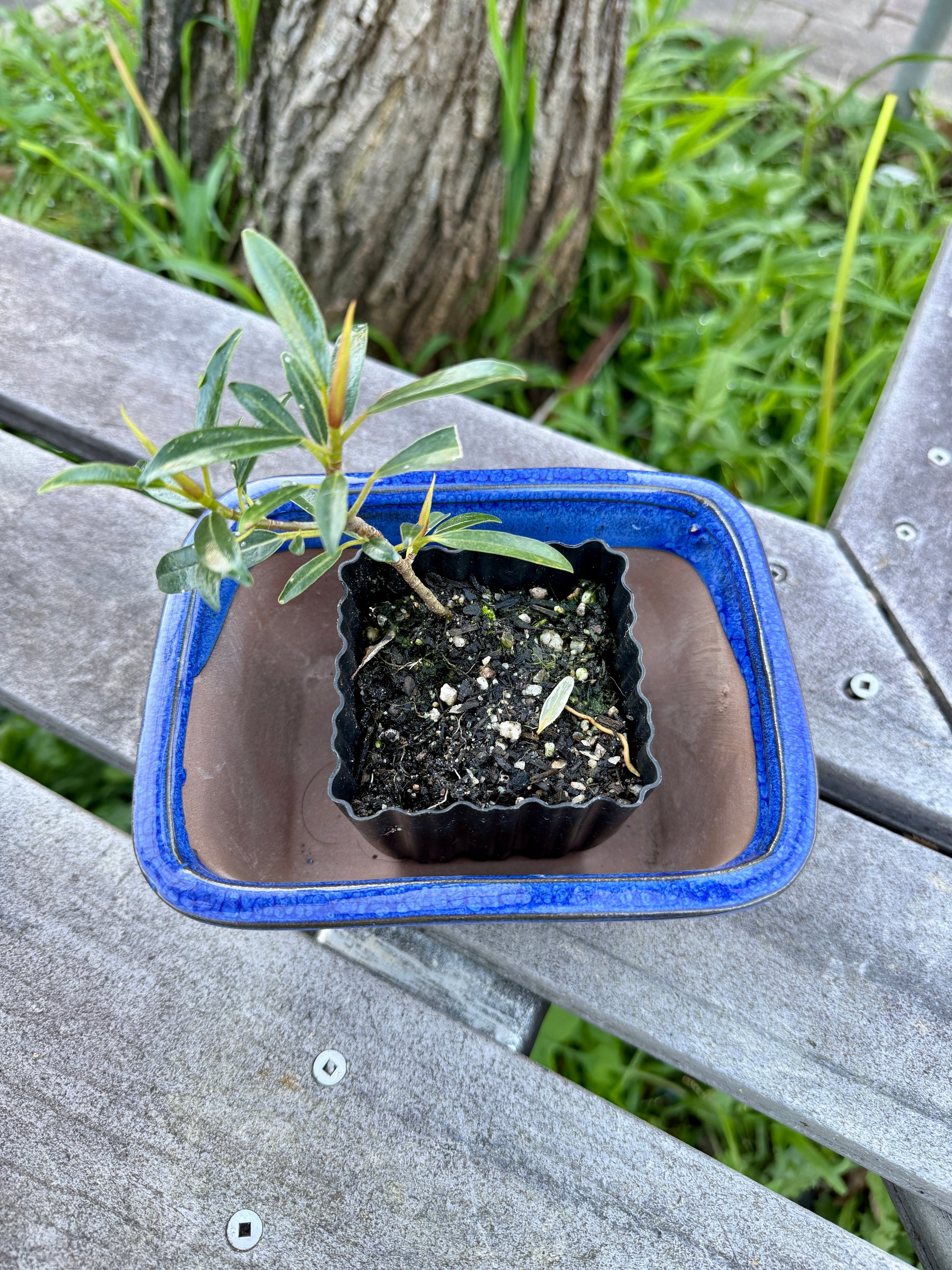 Beginner Bonsai Workshop