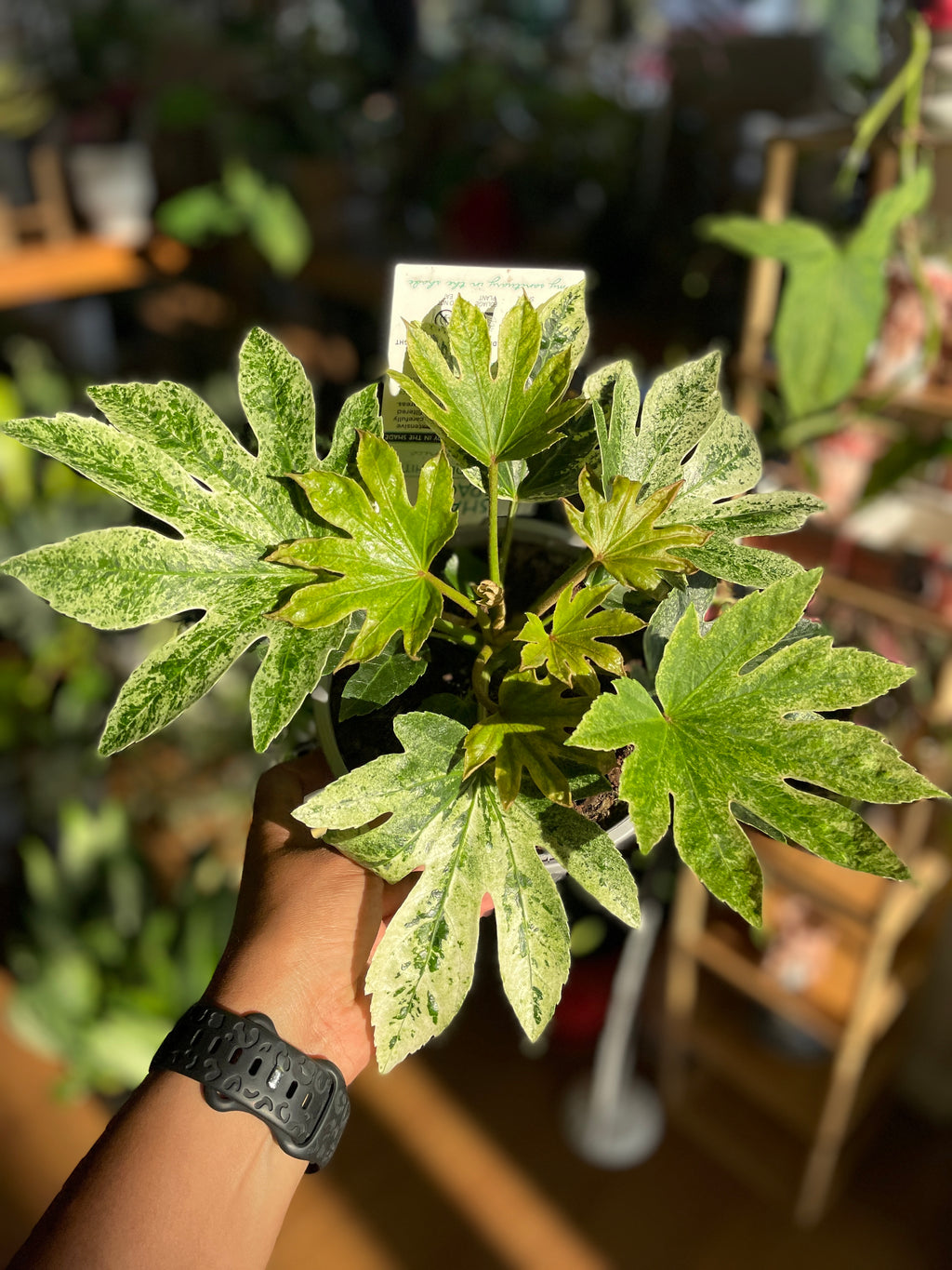 Close-up of Fatsia Japonica ‘Spider Web’ leaves with white variegation.