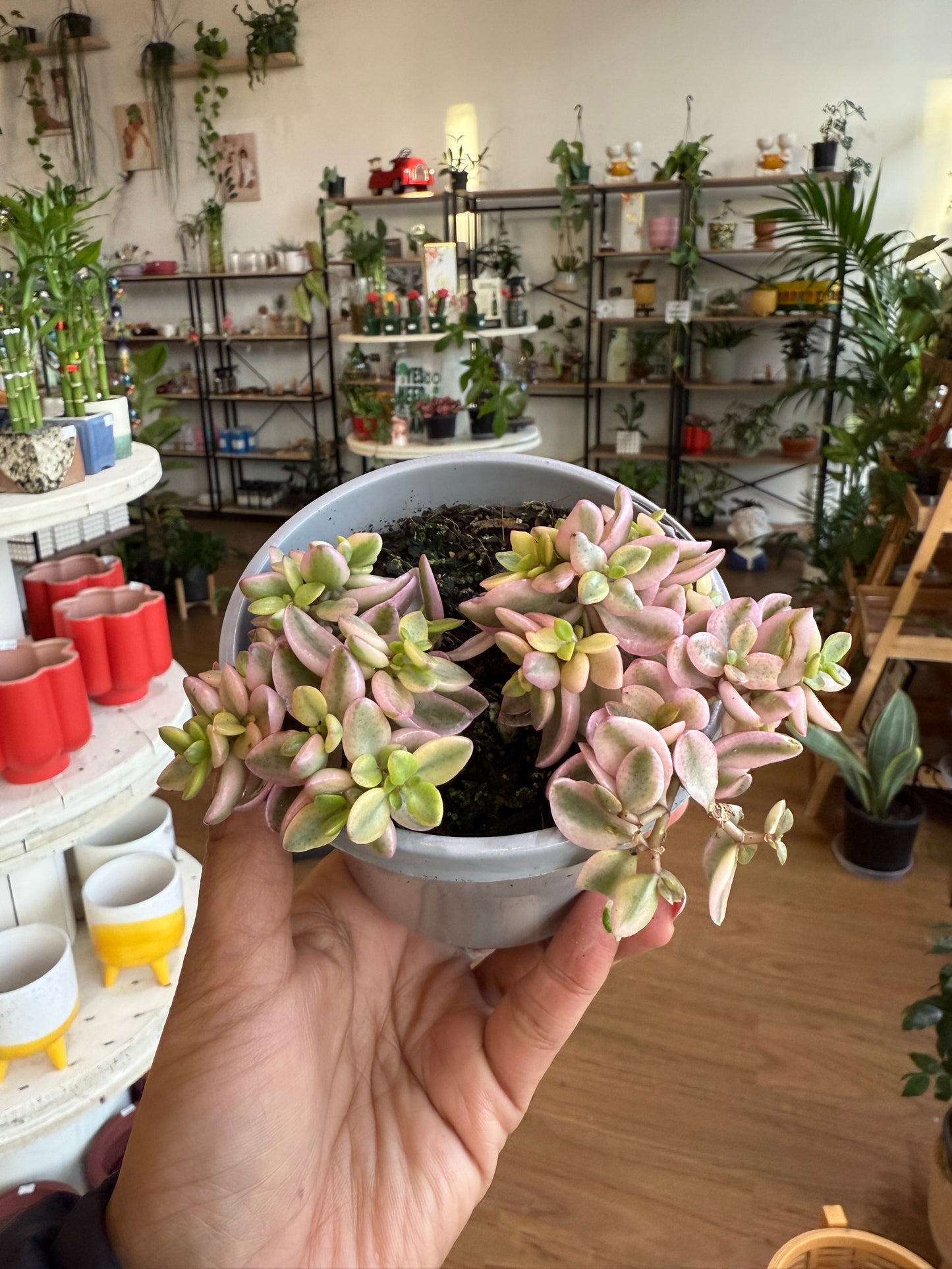 Crassula Volkensii Variegated