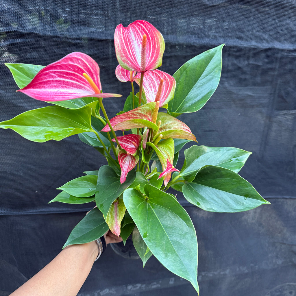 Anthurium Light Pink and White Mixed