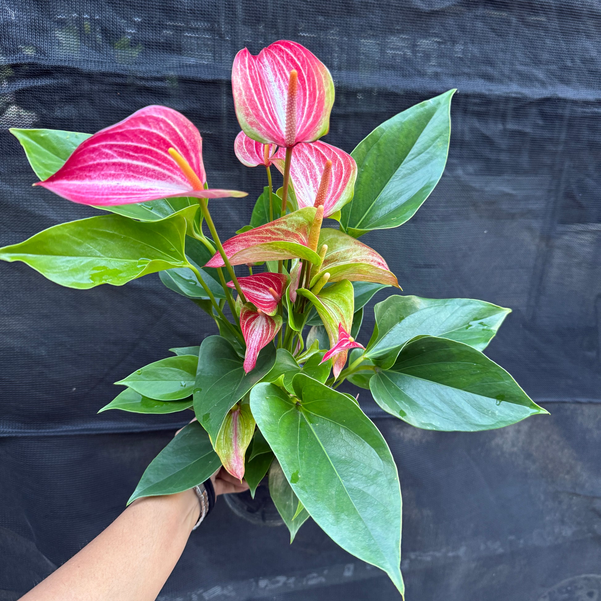 Anthurium Light Pink and White Mixed