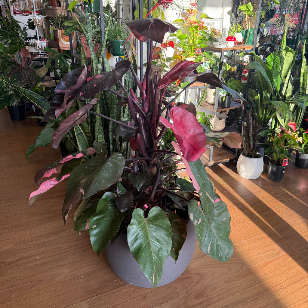 Philodendron 'Pink Princess' Totem