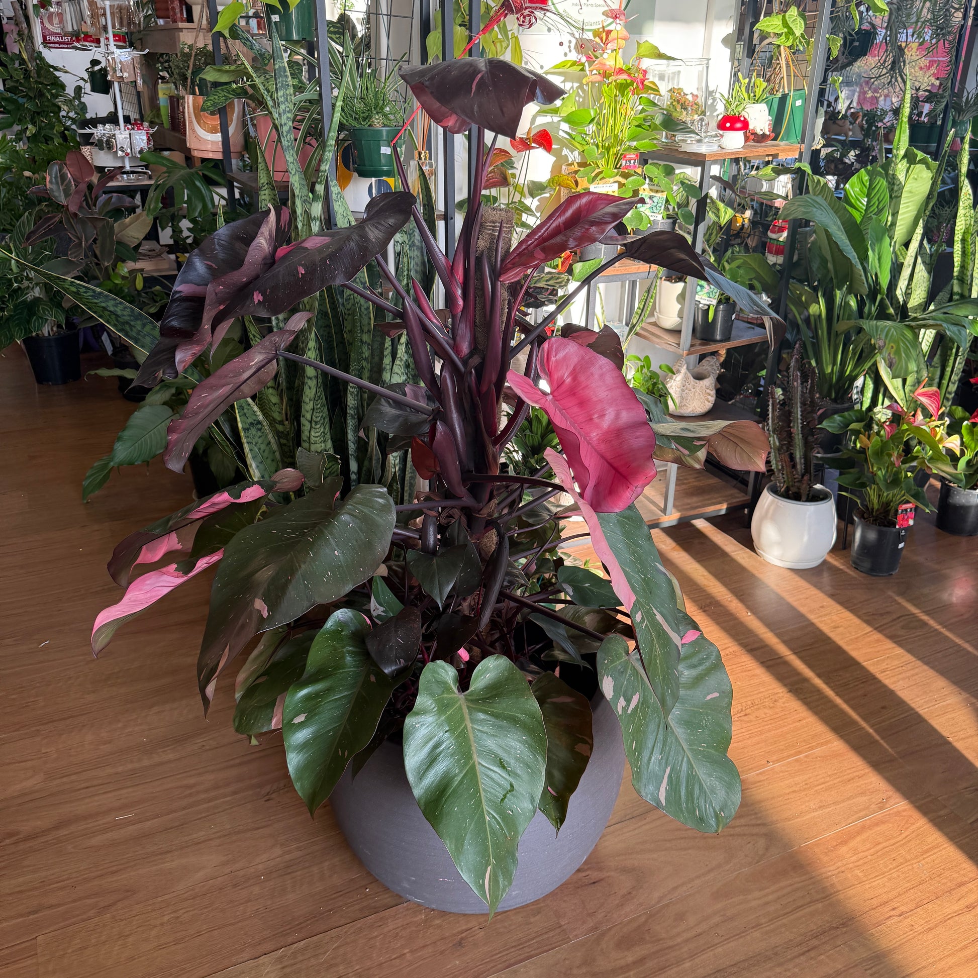 Philodendron 'Pink Princess' Totem