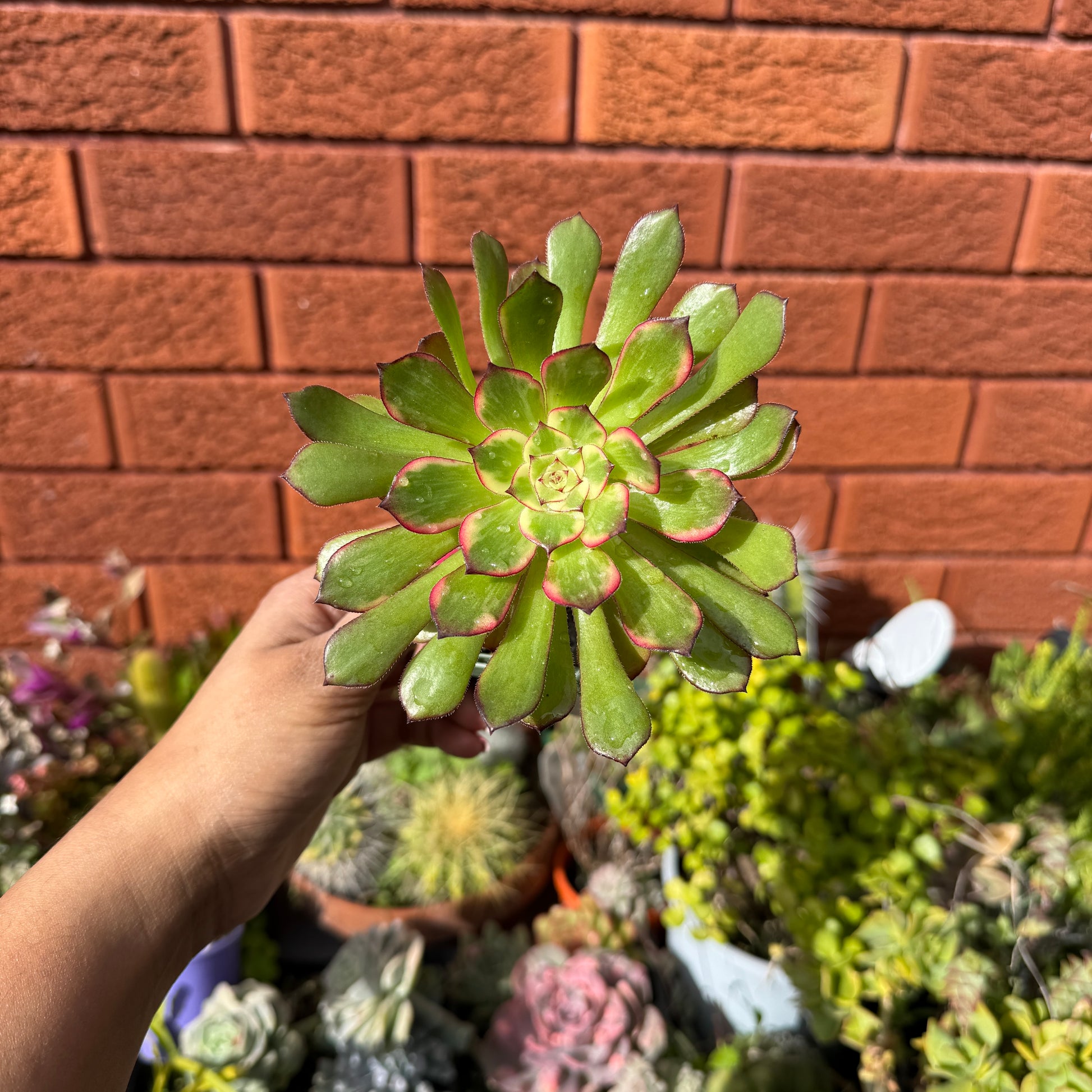 Aeonium Arboreum 'Bronze Teacup'