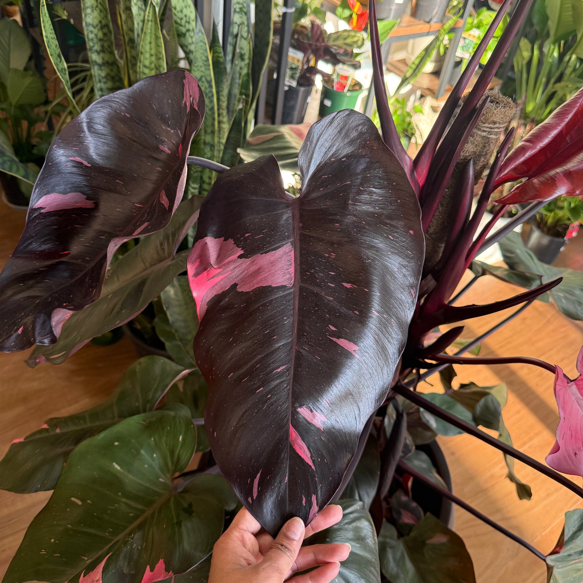 Philodendron 'Pink Princess' Totem