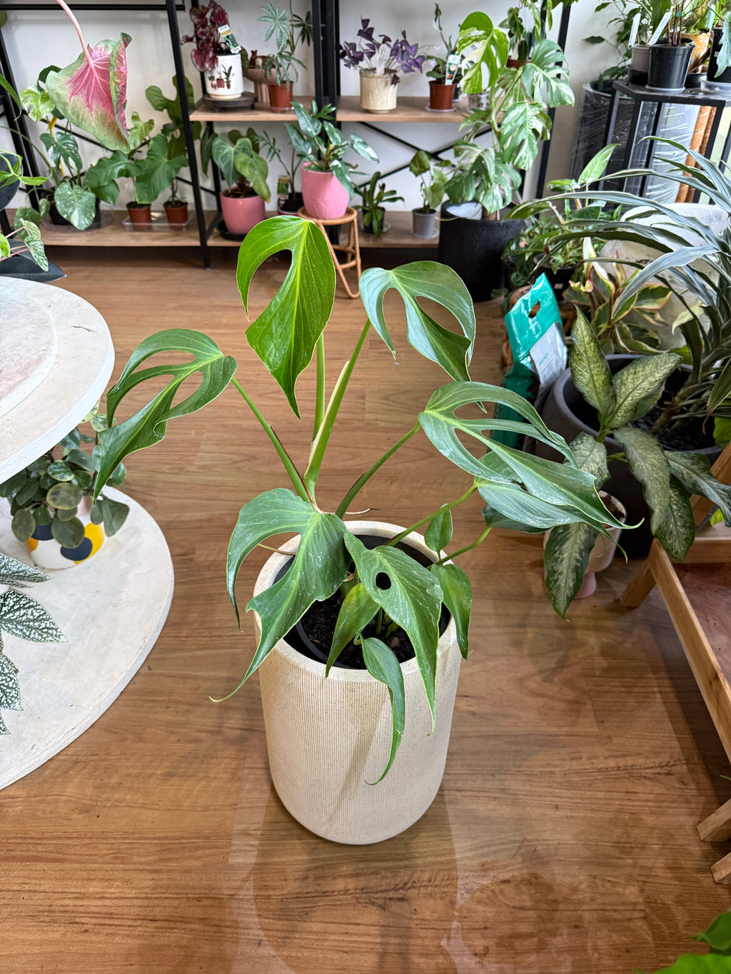 Monstera Burle Marx ‘Flame’