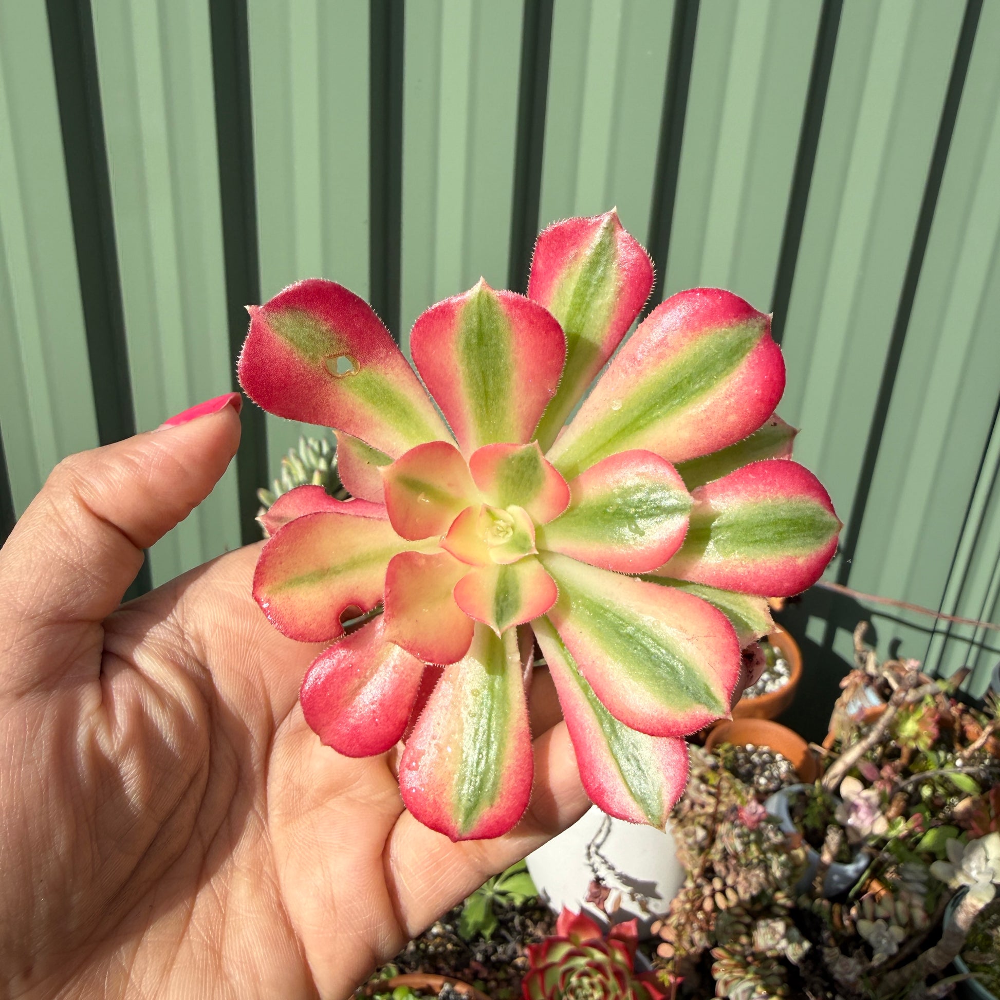 Aeonium Pink Witch colourful rosette succulent Sydney