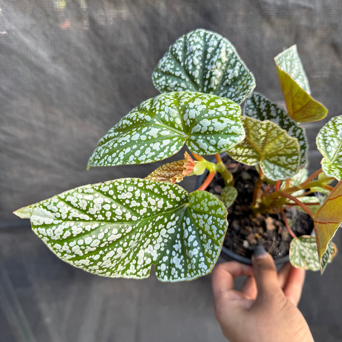 Begonia 'Snowcap'