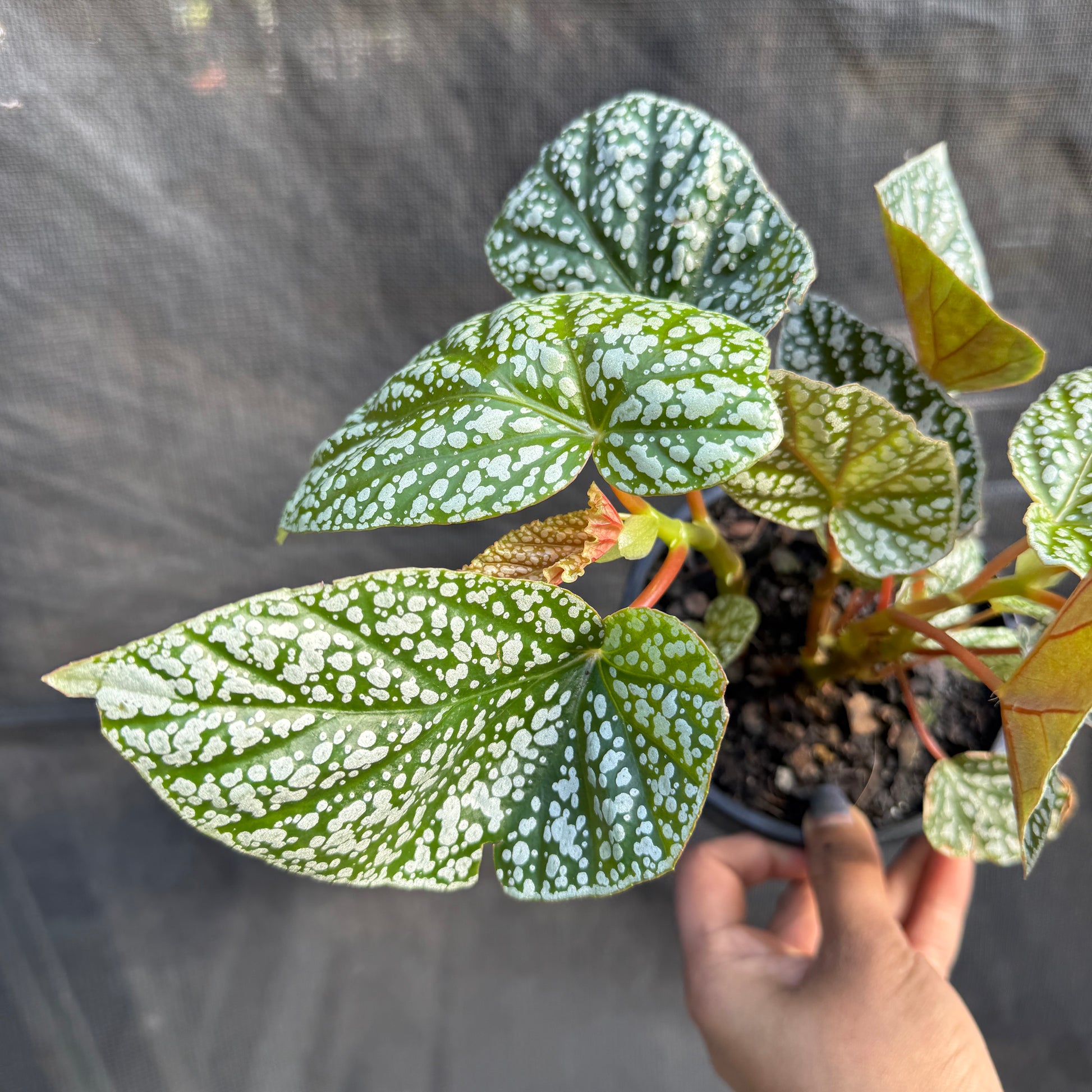 Begonia 'Snowcap'