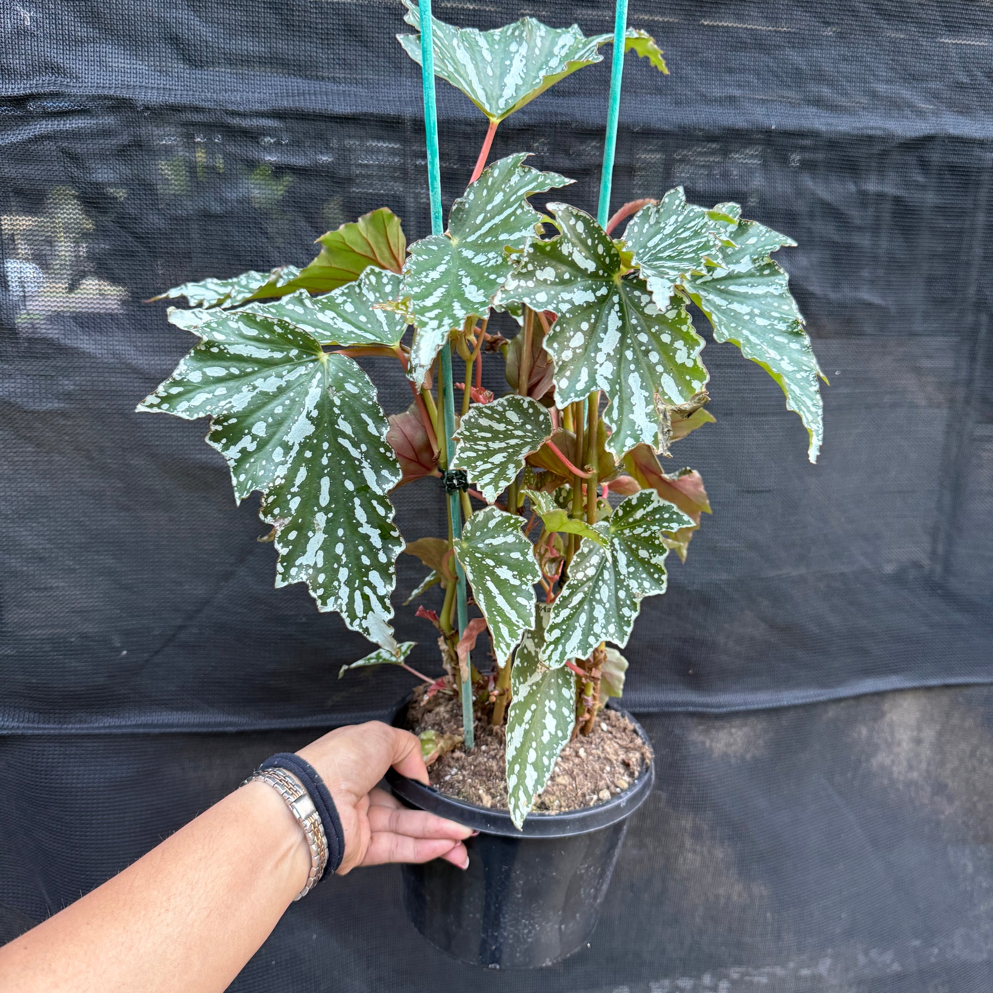 Begonia 'Black Forest'