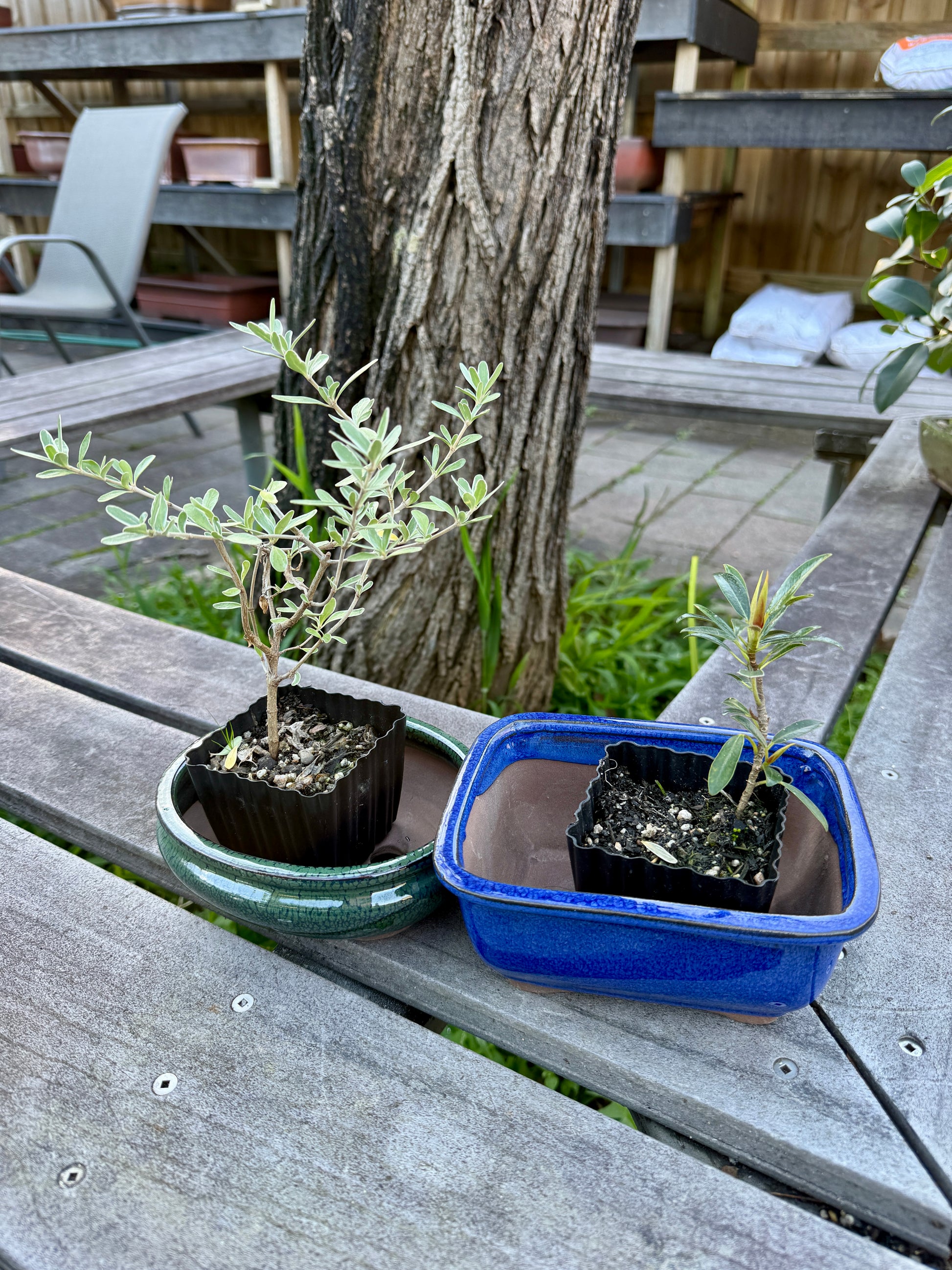 Beginner Bonsai Workshop