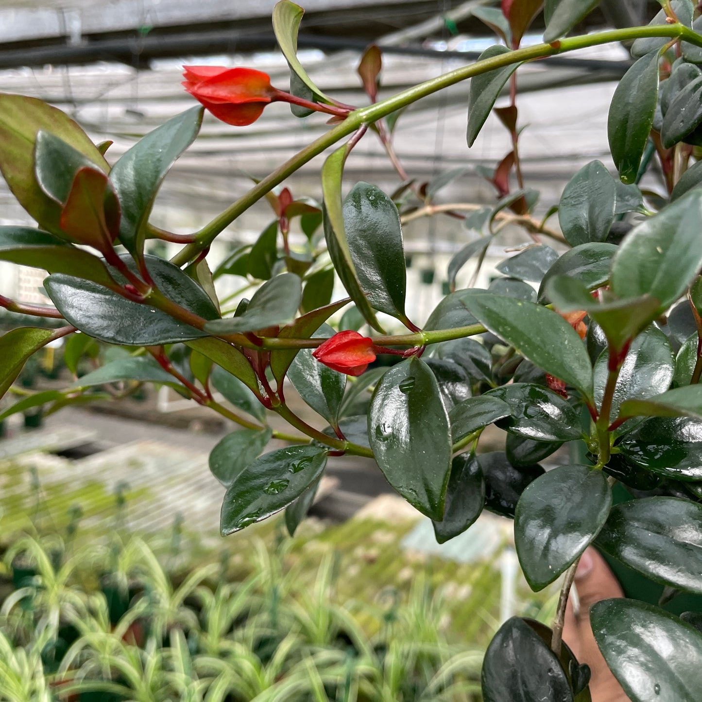 Nematanthus Goldfish - Wera Plants