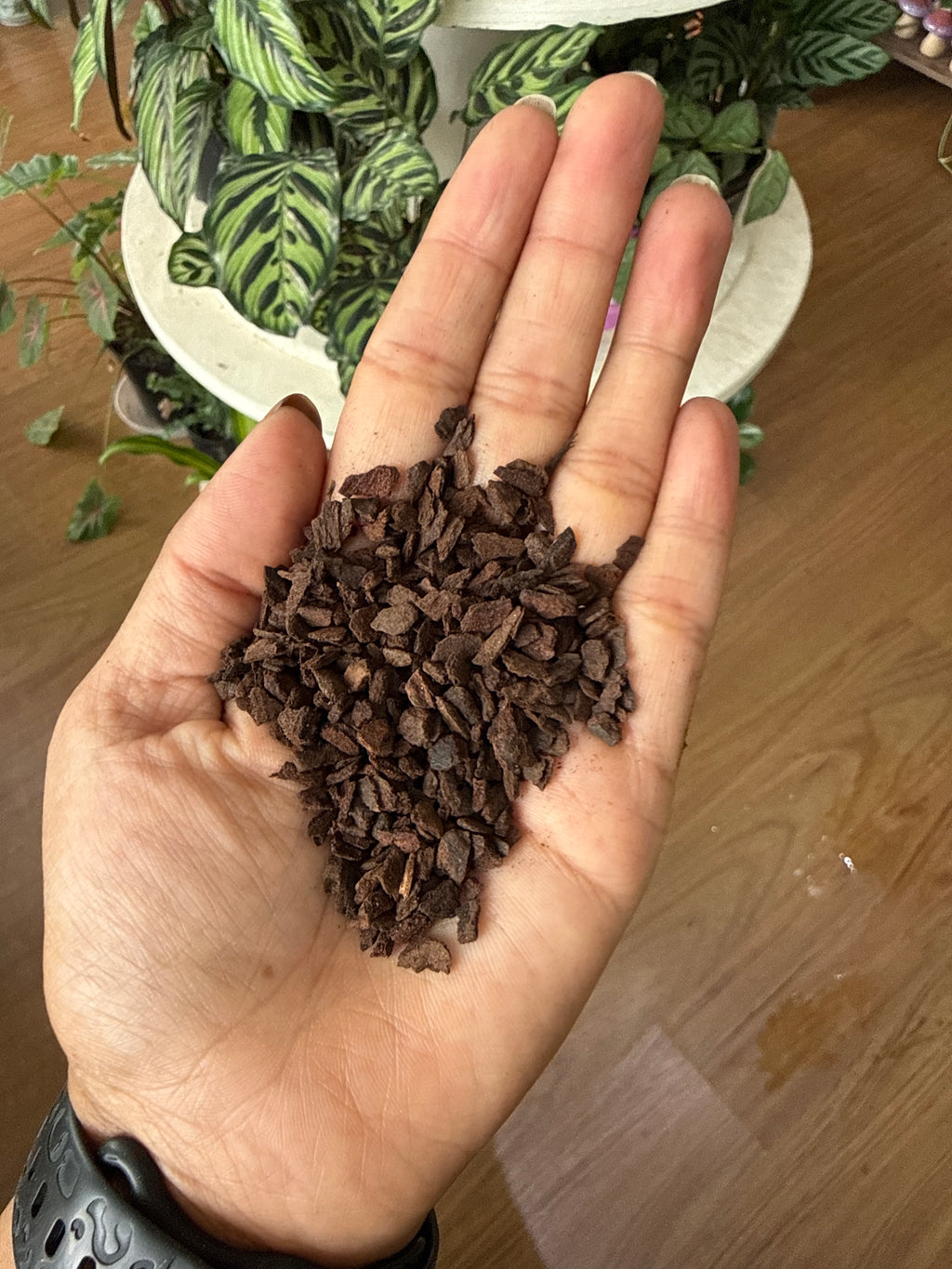 KIWI ORCHID BARK SIZE 1 (3-6mm) 10L 'Aroid Growing Mix'