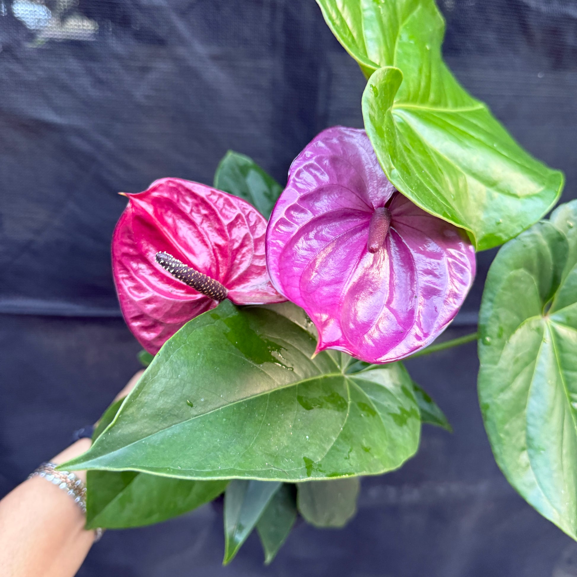 Purple Anthurium | Flowering Indoor Plant Sydney
